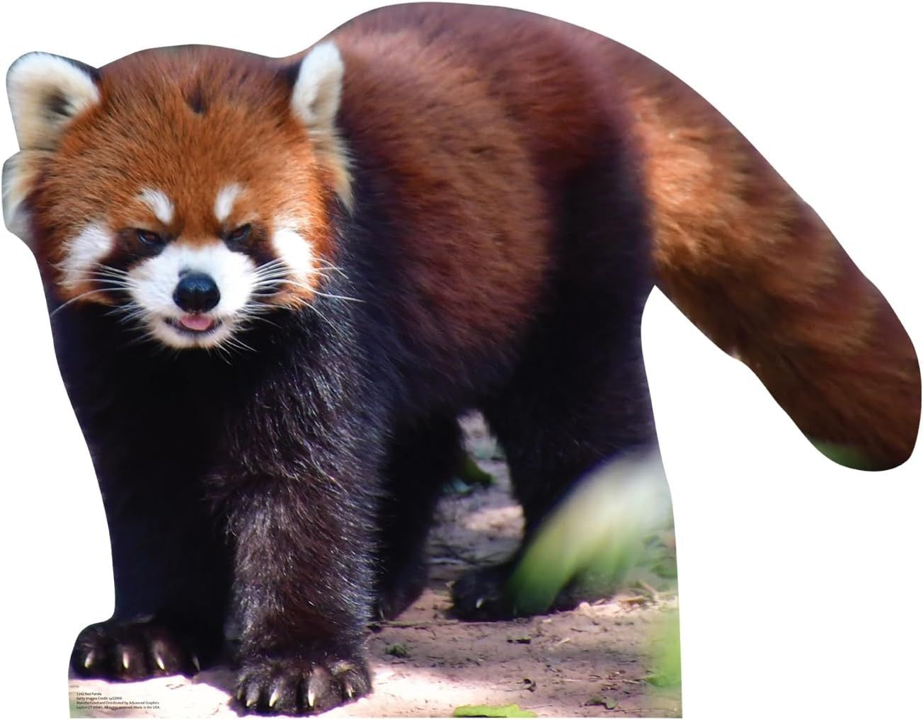 Life-Size Red Panda Cardboard Cutout Standee