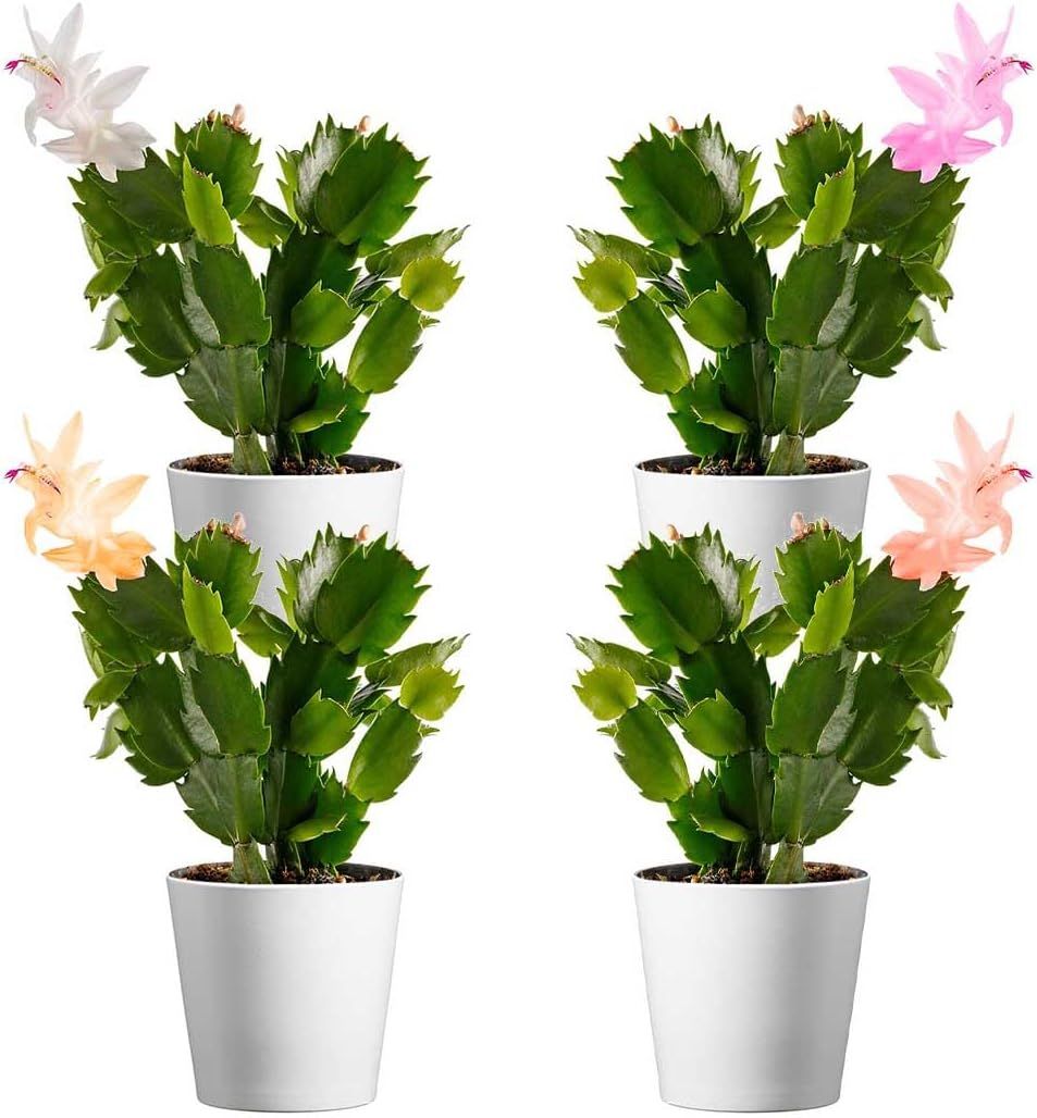 Live Flowering Christmas Cactus Set with White Pots, 4-Inch