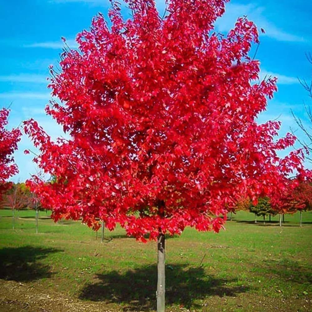 Sunset Red Maple Tree in 5-Gallon Container