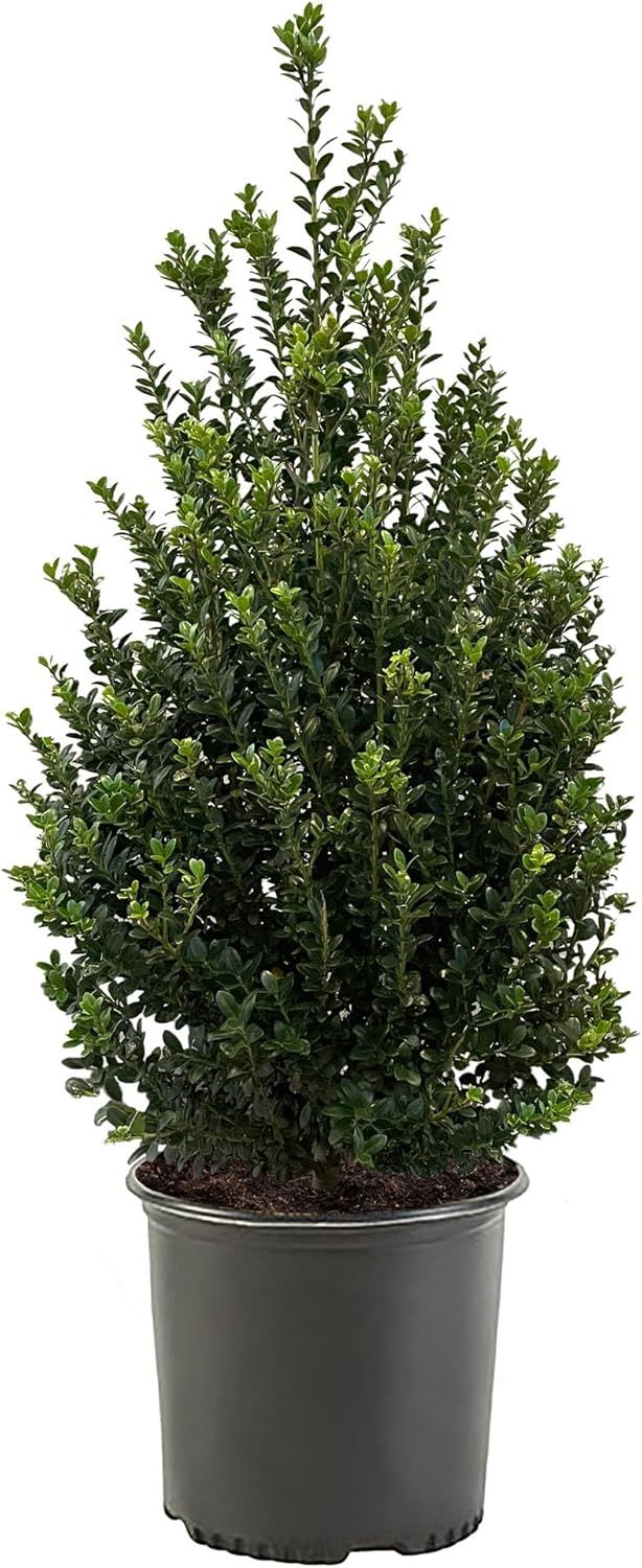 7 Gallon Dark Green Evergreen Japanese Holly Shrub