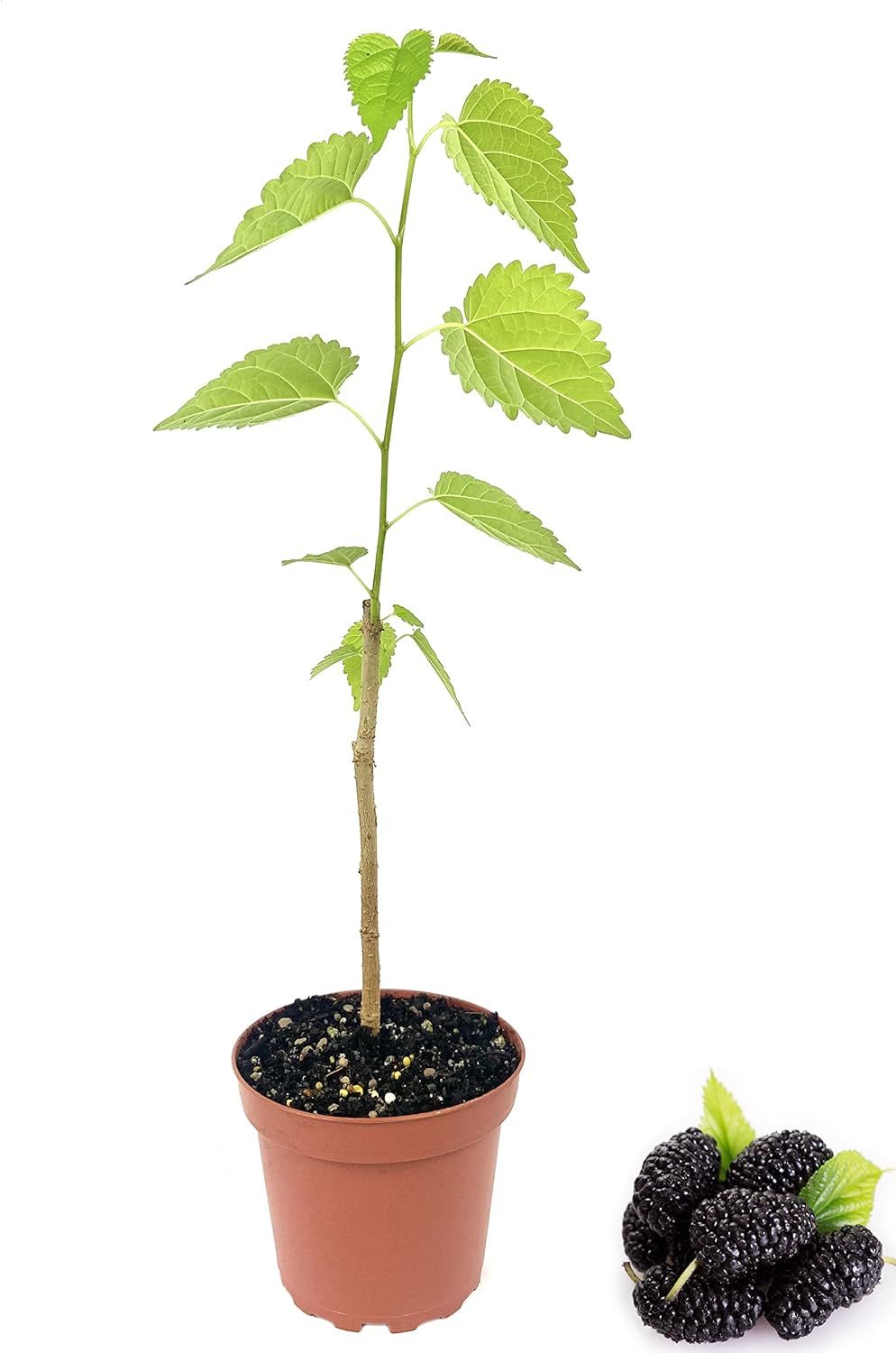 Everbearing Mulberry Tree in 4 Inch Pot for Patio and Garden