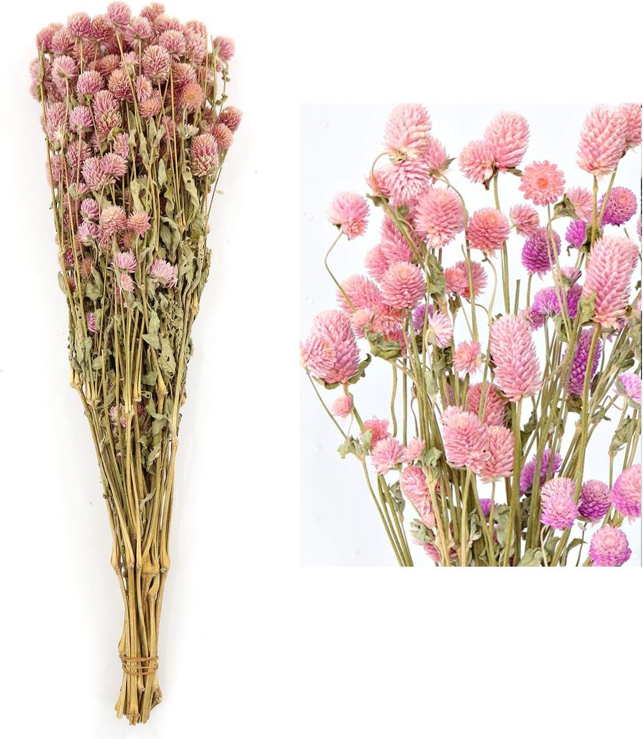 Pink Dried Globe Amaranth Flower Bundle for Home Decor