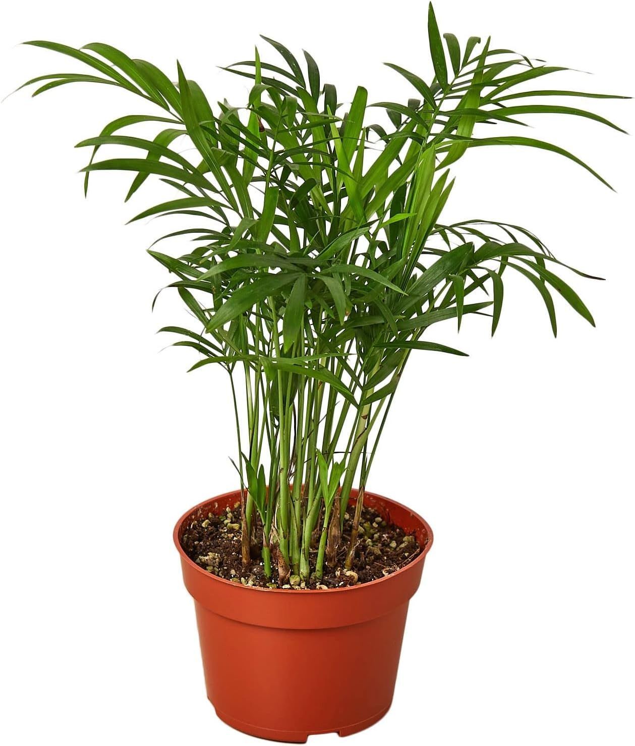 4" Evergreen Parlor Palm in Nursery Pot