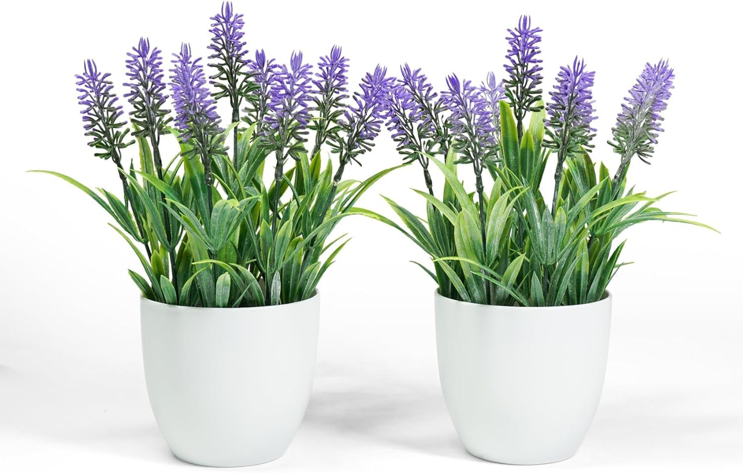 Small Potted Lavender Plants in White Plastic Pots