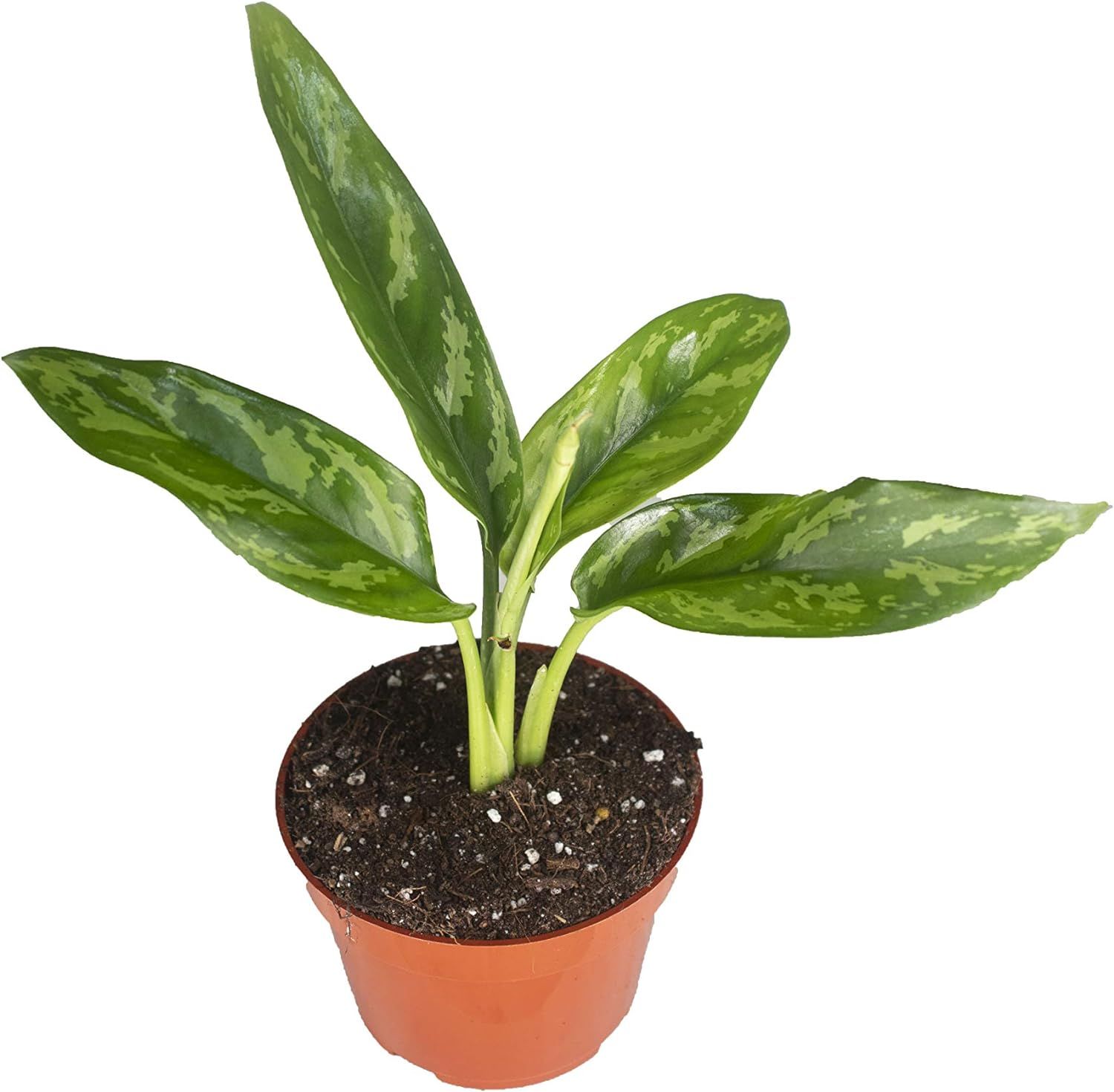 Aglaonema Chinese Evergreen in 4'' Terracotta Pot