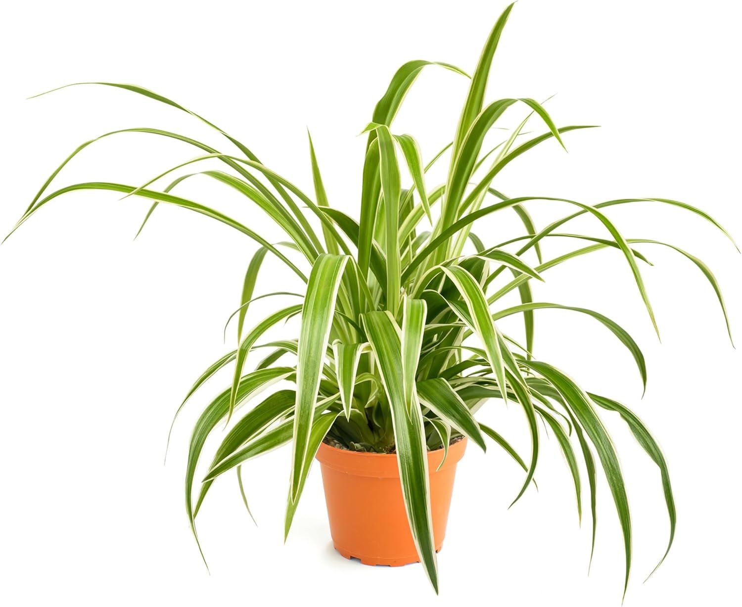 Large Spider Plant in Brown Grower Pot