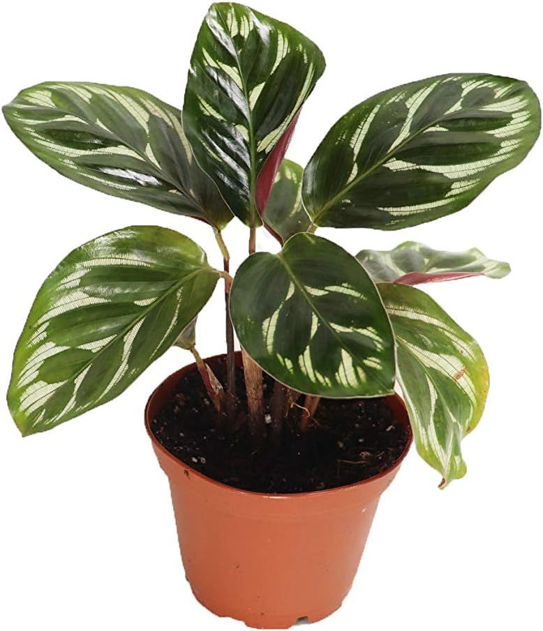 Calathea Peacock Makoyana 2'' Indoor Plant in Terracotta Pot