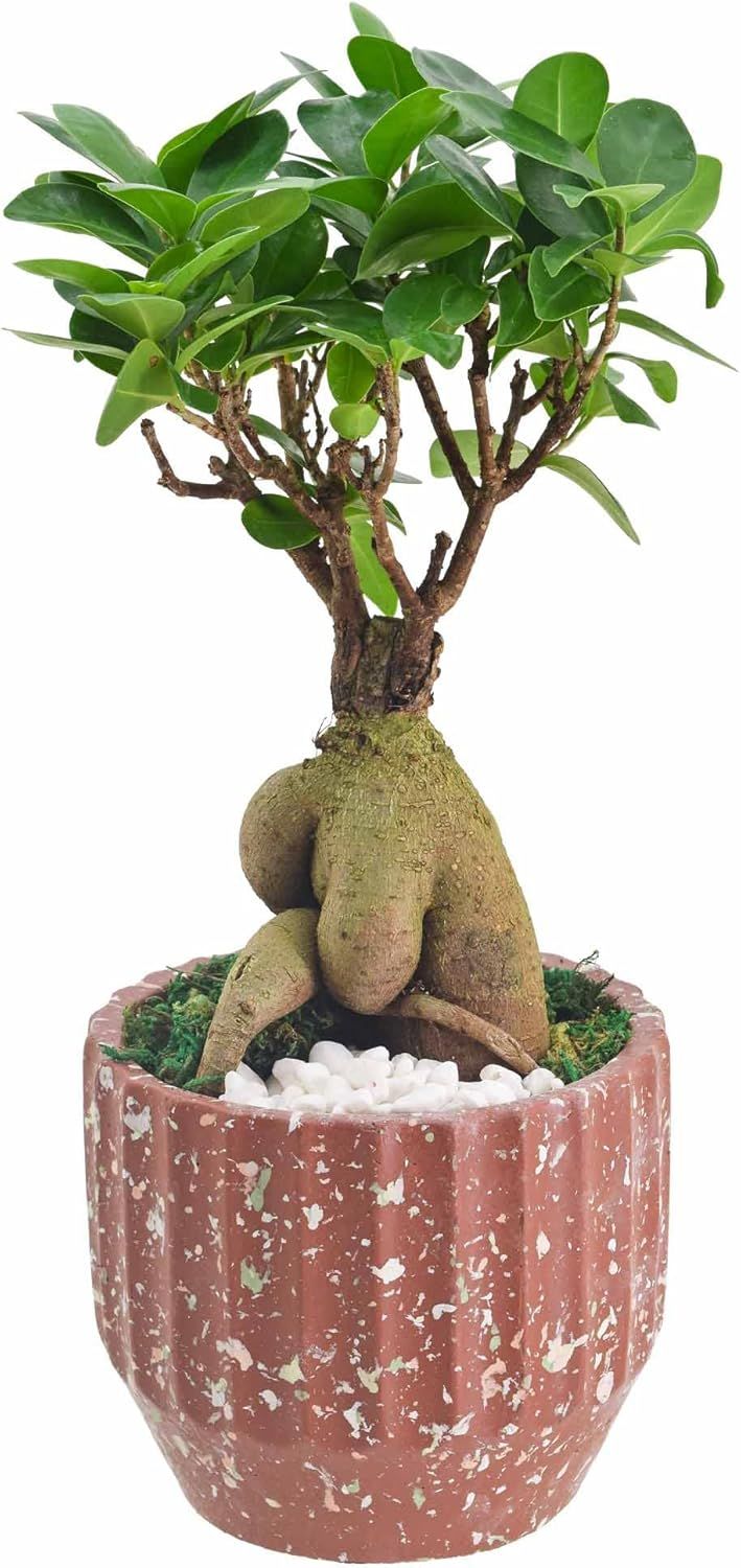 Small Ginseng Ficus Bonsai in Red Speckled Ceramic Planter