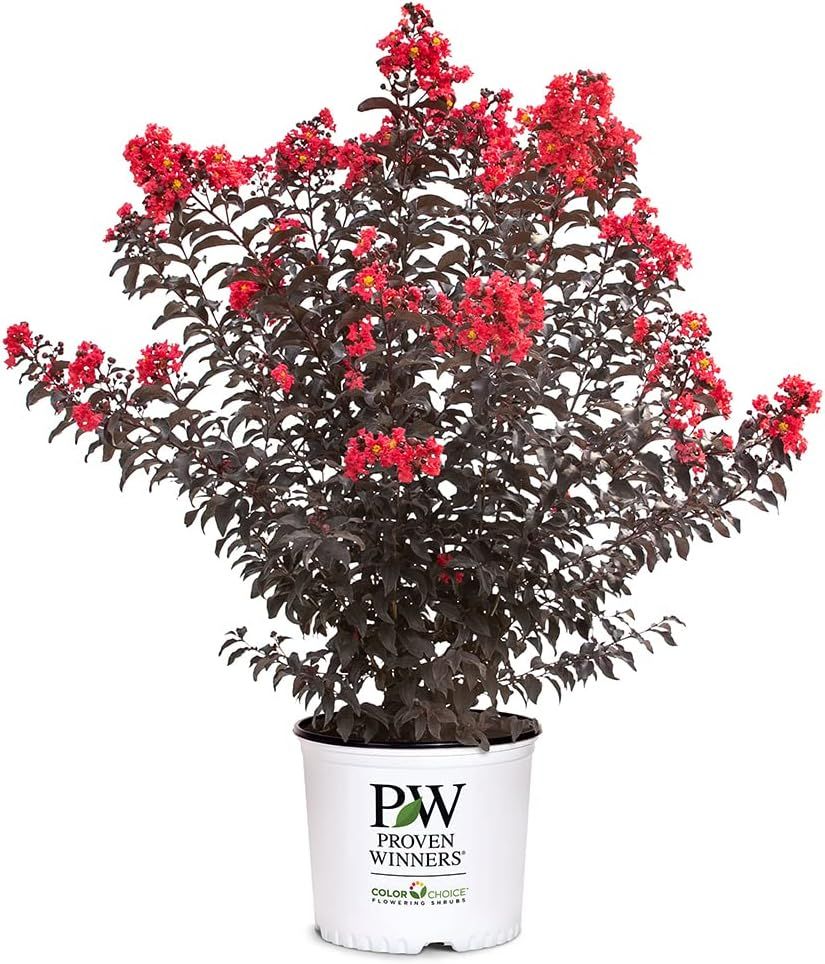 2 Gallon Red Center Stage Crape Myrtle Shrub