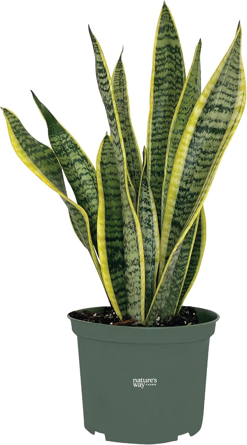 Sansevieria Laurentii Indoor Air-Purifying Snake Plant in Container