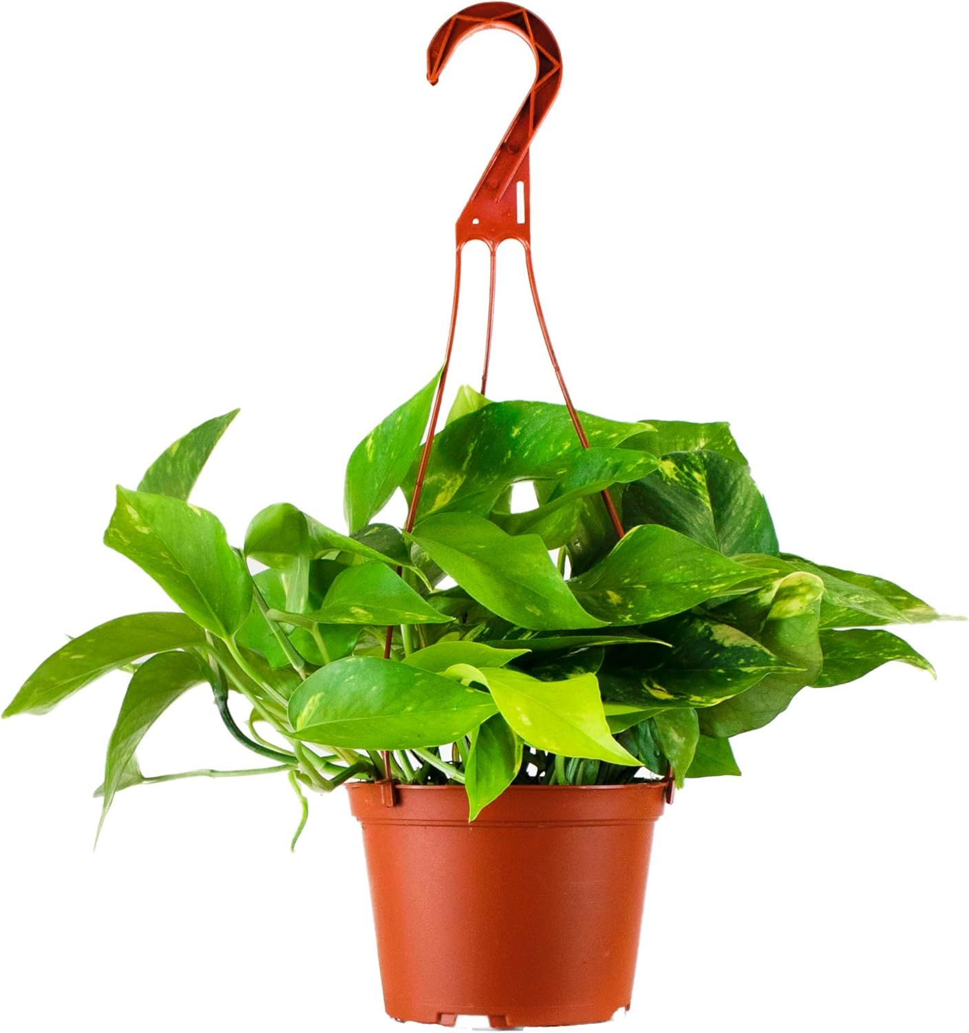 Large Green Pothos Hanging Plant in Brown Grower Pot