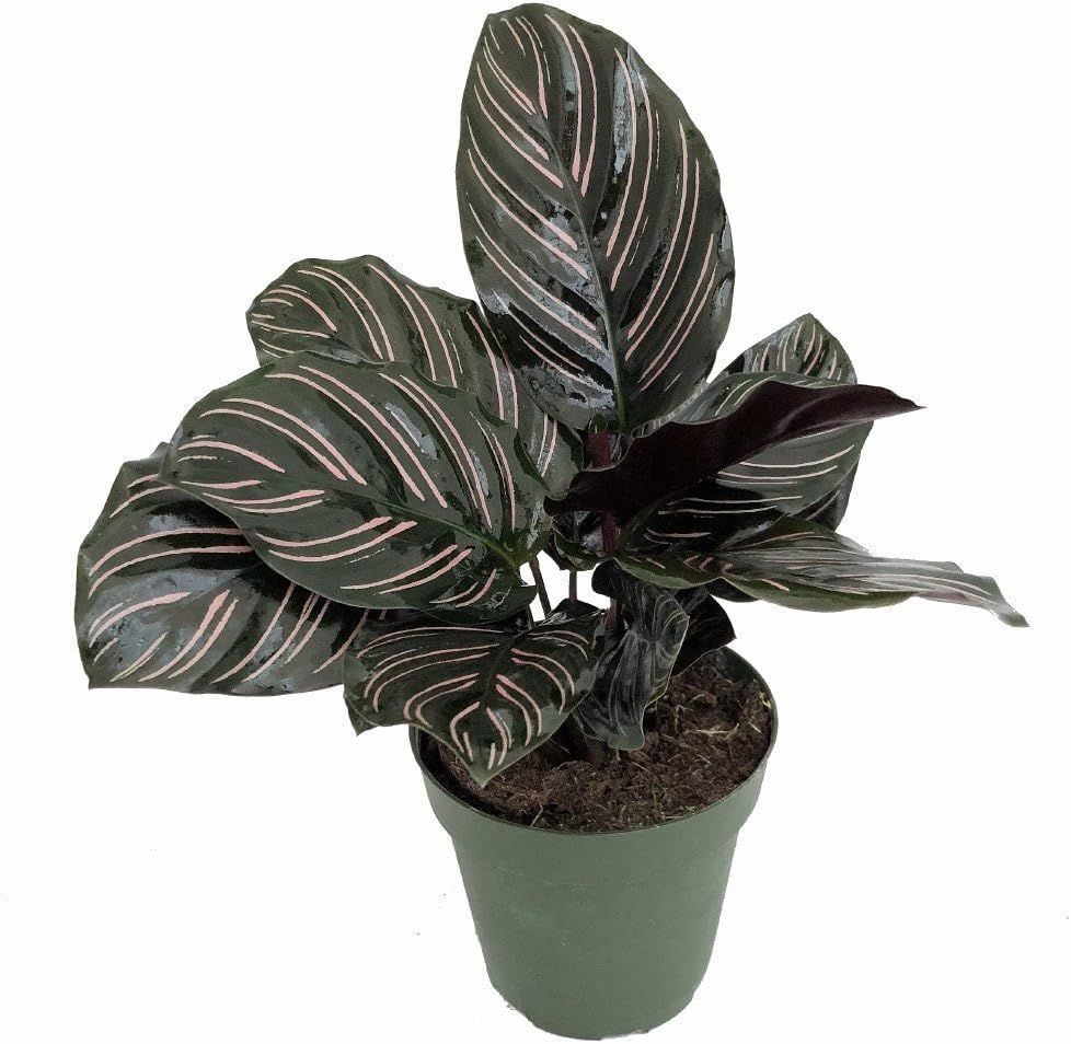 Pin Stripe Calathea Ornata Indoor/Outdoor House Plant in 4" Pot