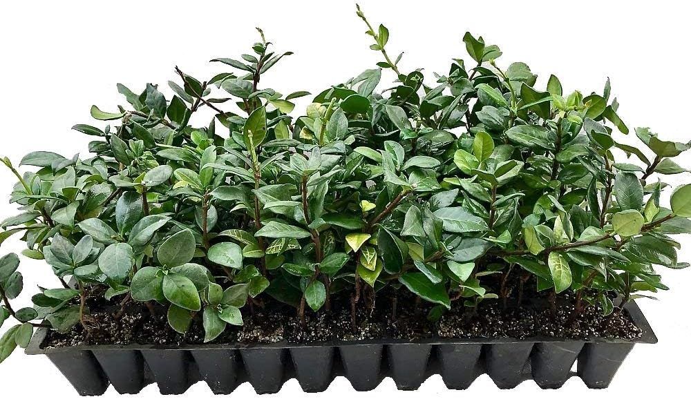 Star Jasmine 3-Pack Evergreen Vine with Fragrant White Flowers