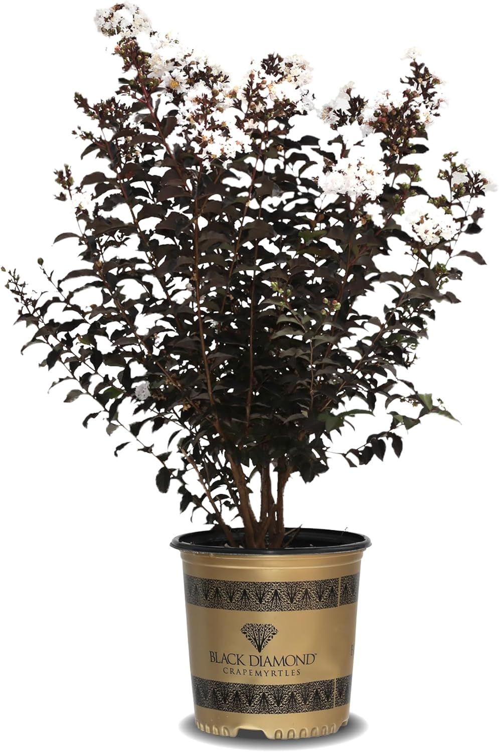 Pure White Black Diamond Crape Myrtle in 3-Gallon Container