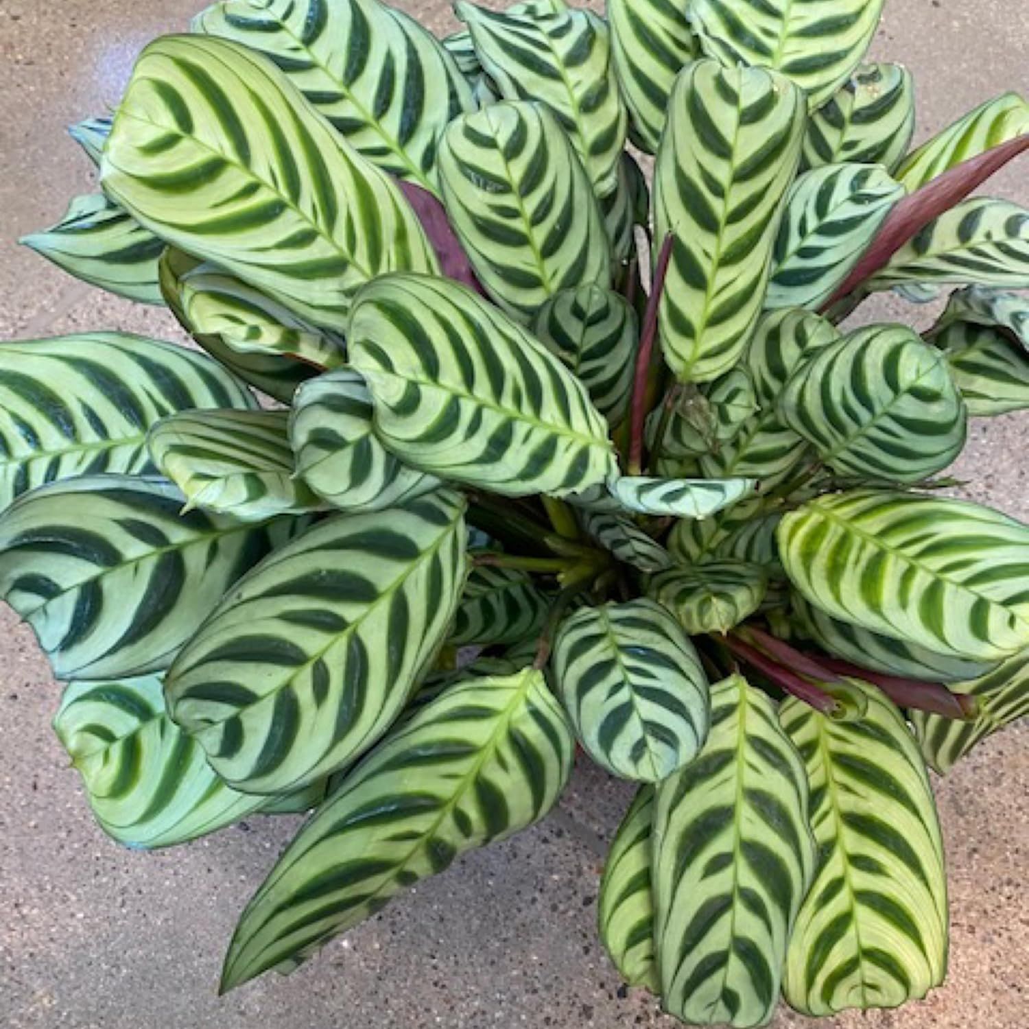 Calathea Burle Marxii Green and Burgundy Indoor Plant in 4-Inch Pot