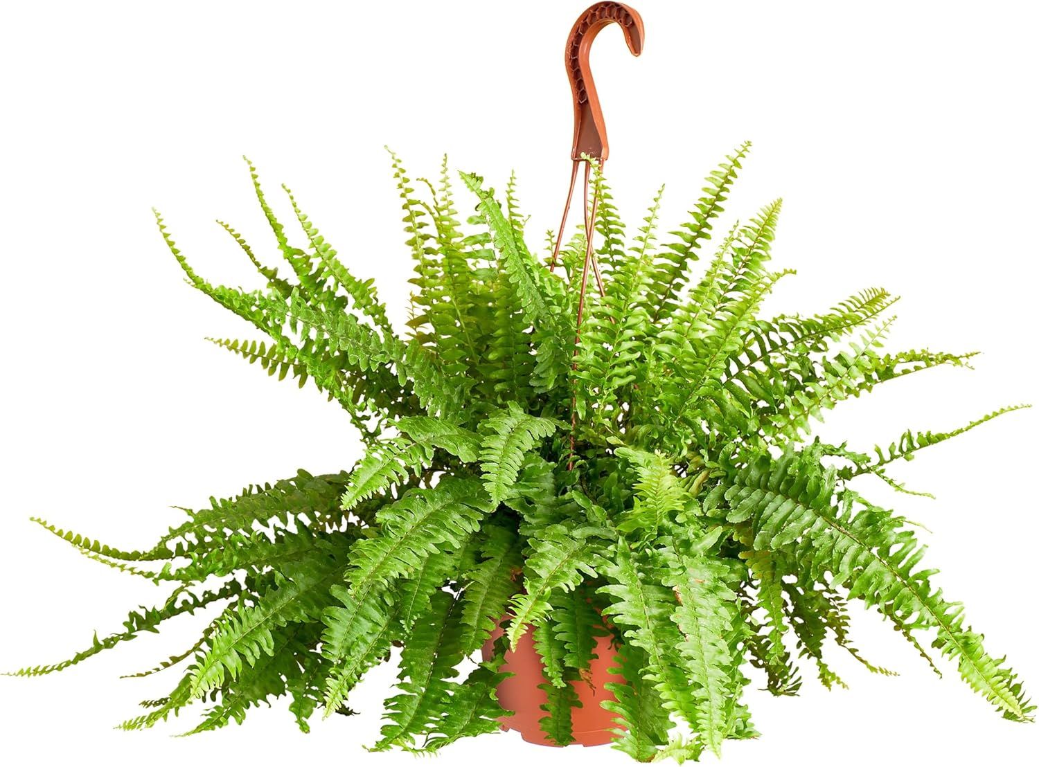 Large Green Fern in Brown Hanging Grower Pot