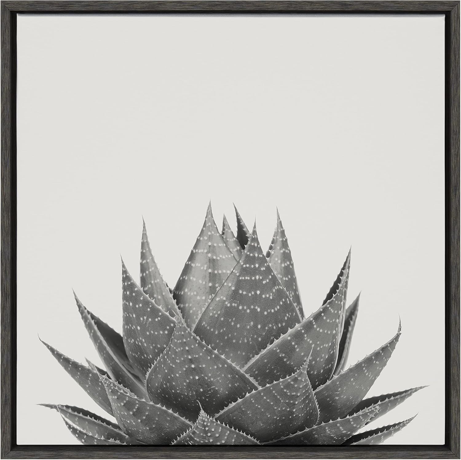 22" Gray Framed Aloe Succulent Canvas Print