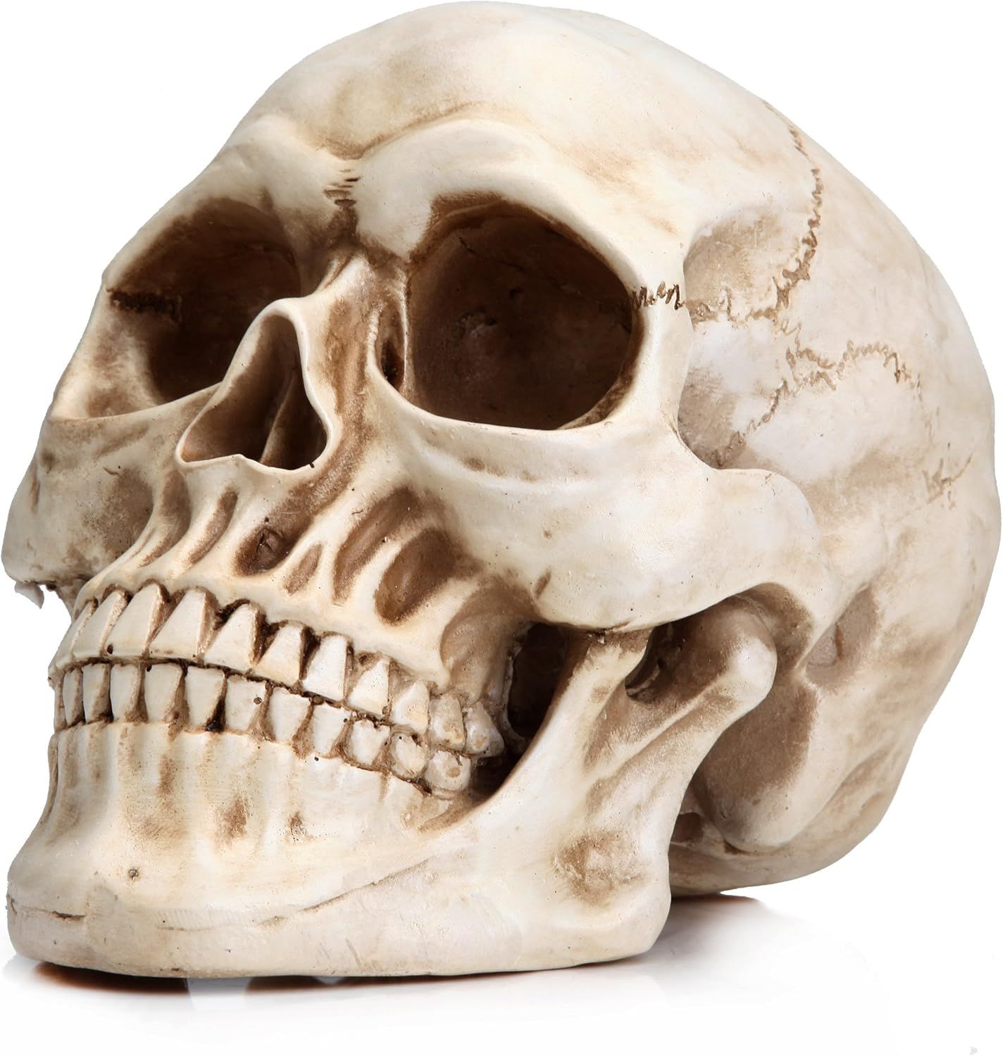 Life Size Painted Resin Human Skull Statue