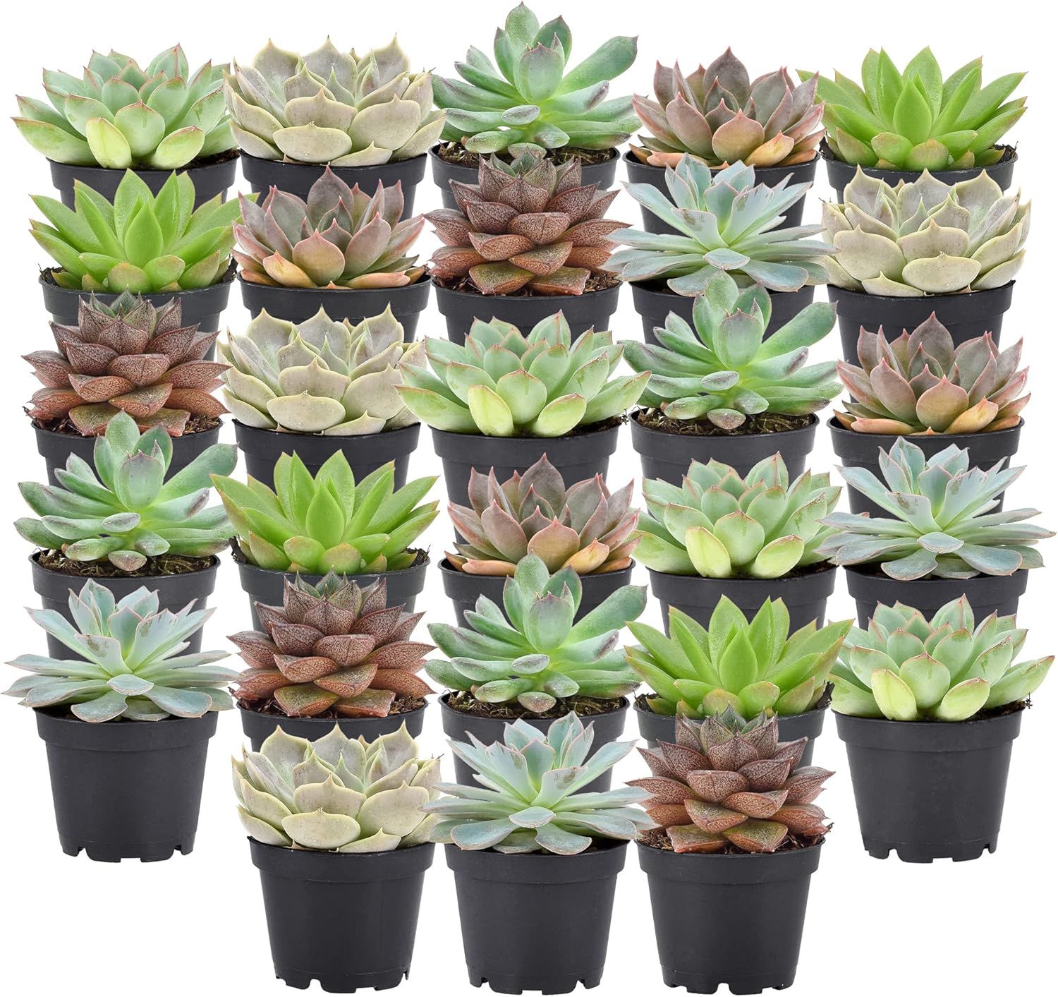 Echeveria Assorted Mini Succulents in Black Pots, 28-Pack