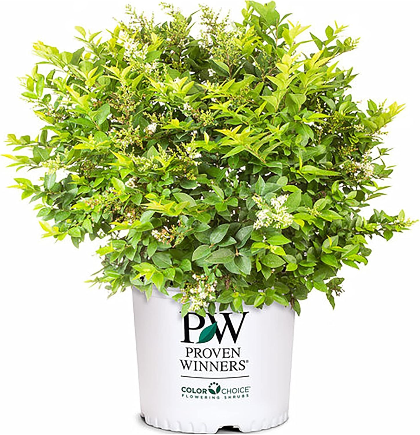 Golden Ticket Privet 2-Gallon Deciduous Shrub with White Flowers