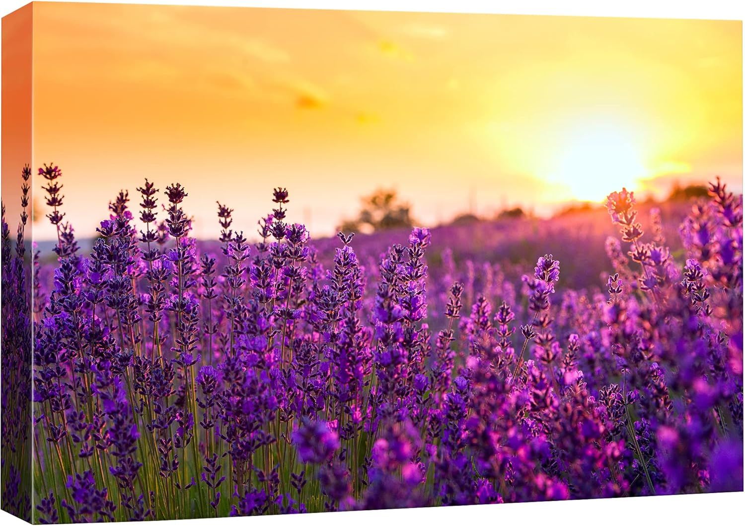 Lavender Field Sunset Landscape Canvas Print 24" x 36"