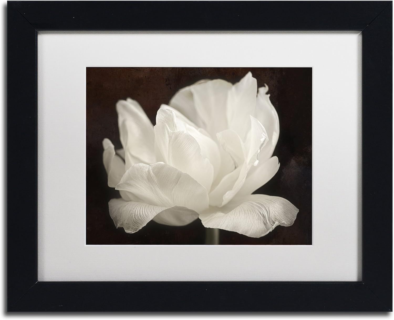 White Tulip Acrylic Print in Black Frame, 11x14 Inches