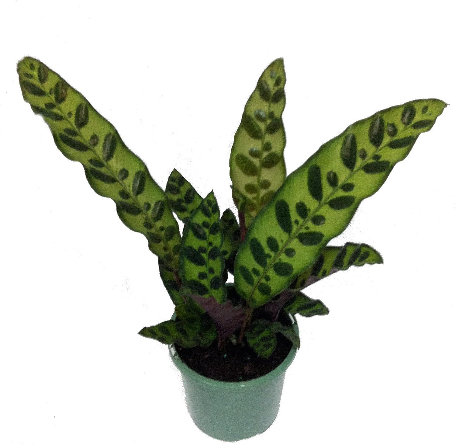 Calathea Lancifolia Rattlesnake Plant in 4-Inch Pot