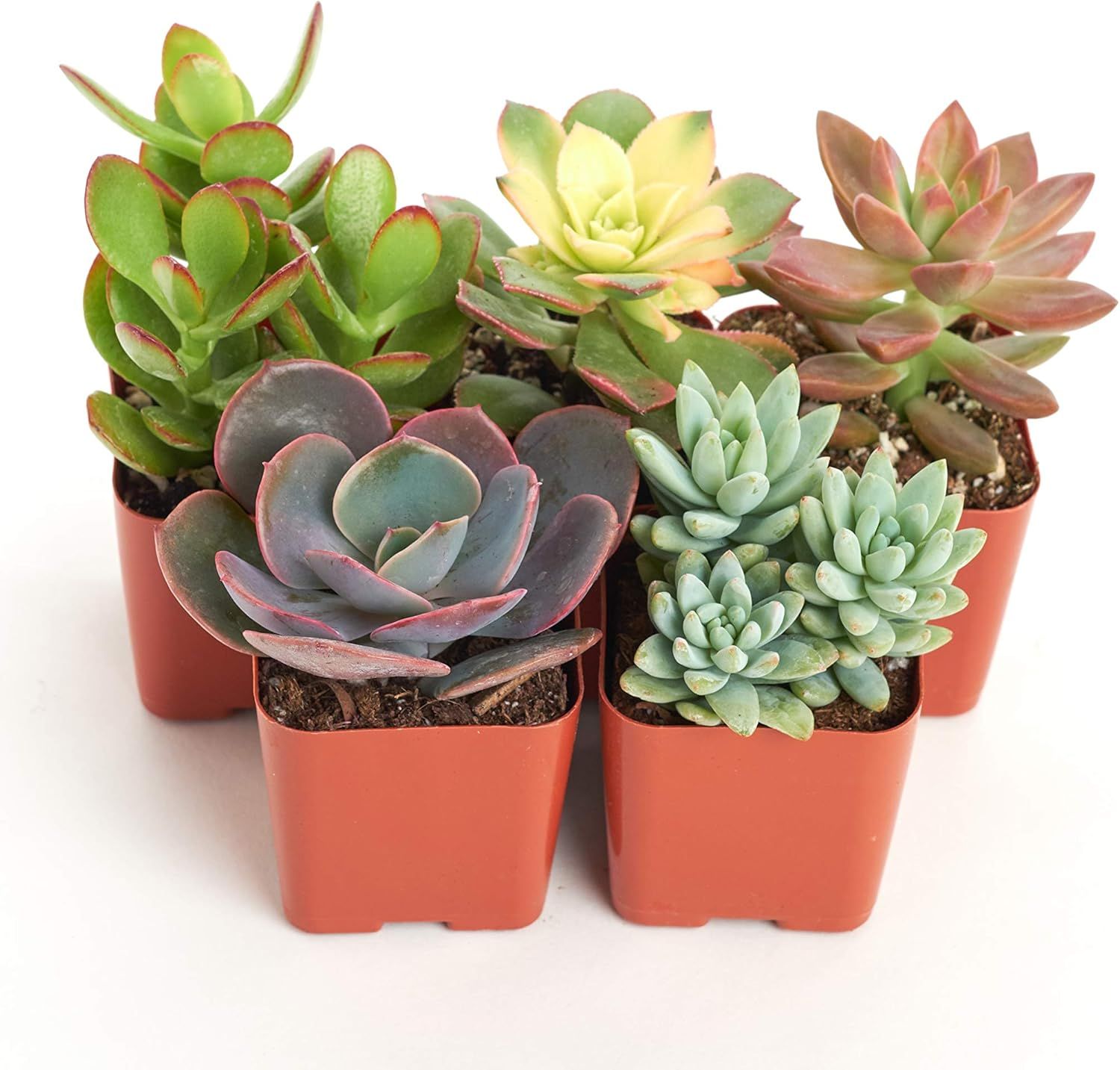 Assorted 2-Inch Mini Succulent Plant Pack in Multicolor Pots