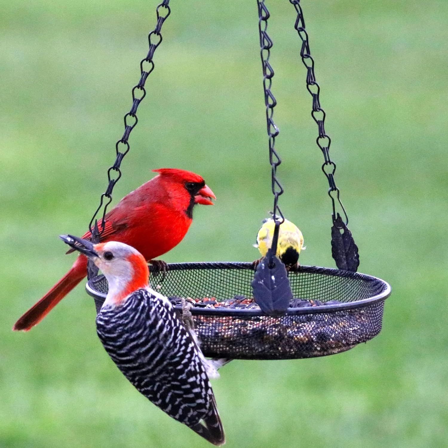 Black Metal Hanging Mesh Bird Feeder Tray