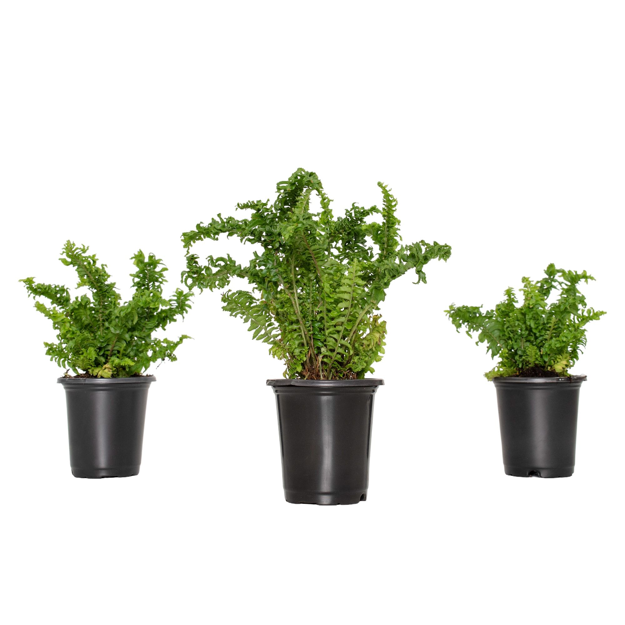 Large Green Crinkle Fern in Black Grower Pot (3-Pack)