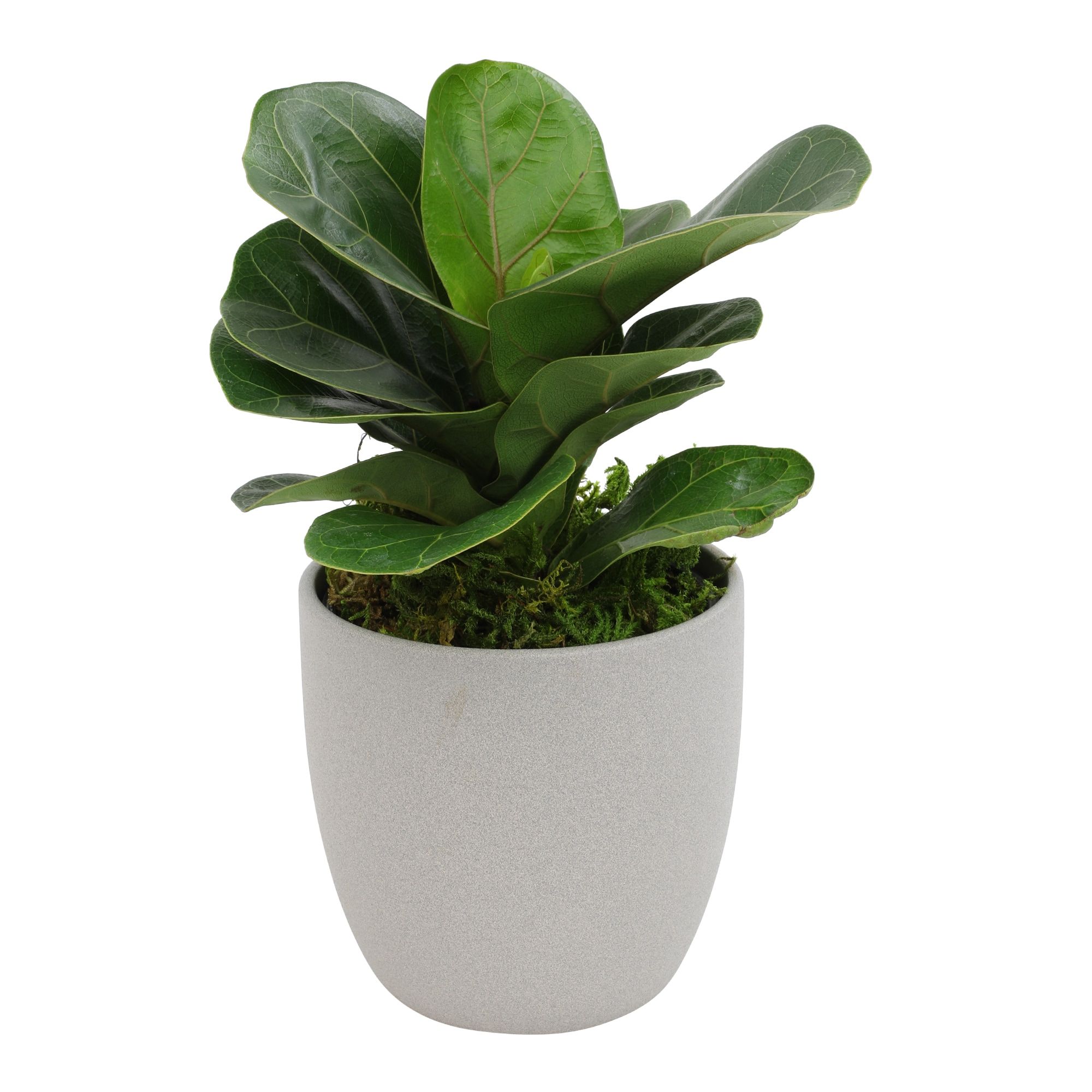 Medium Fiddle Leaf Fig in Brown Ceramic Planter