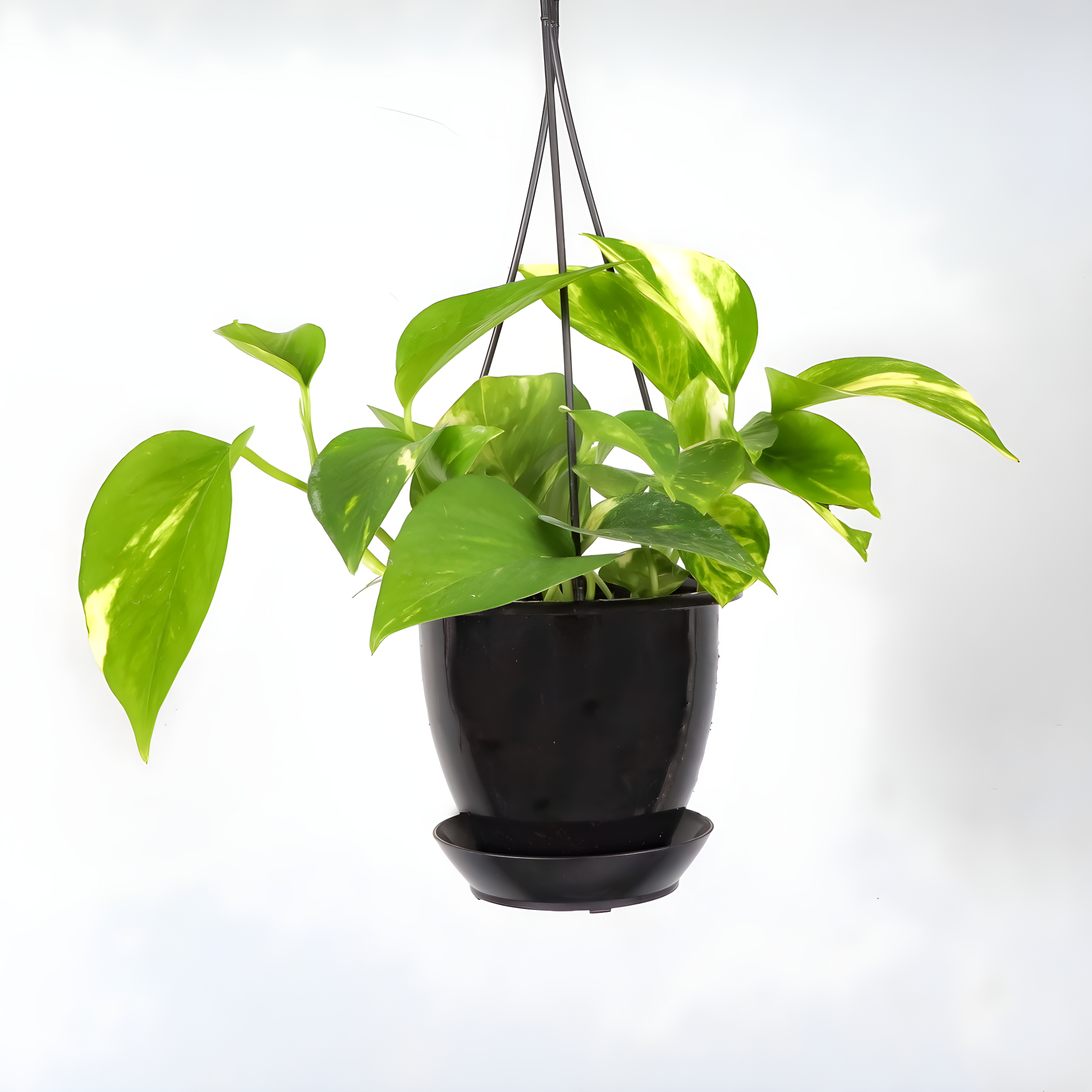 Variegated Golden Pothos 4" Black Hanging Indoor Plant