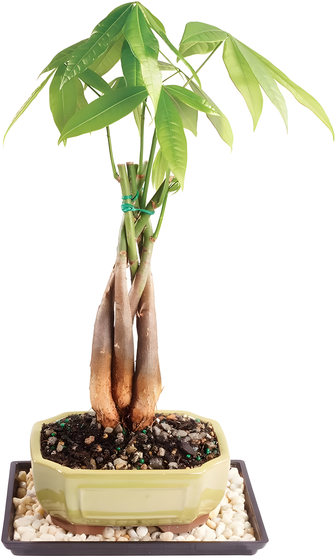 Braided Money Tree Evergreen Bonsai in Ceramic Pot