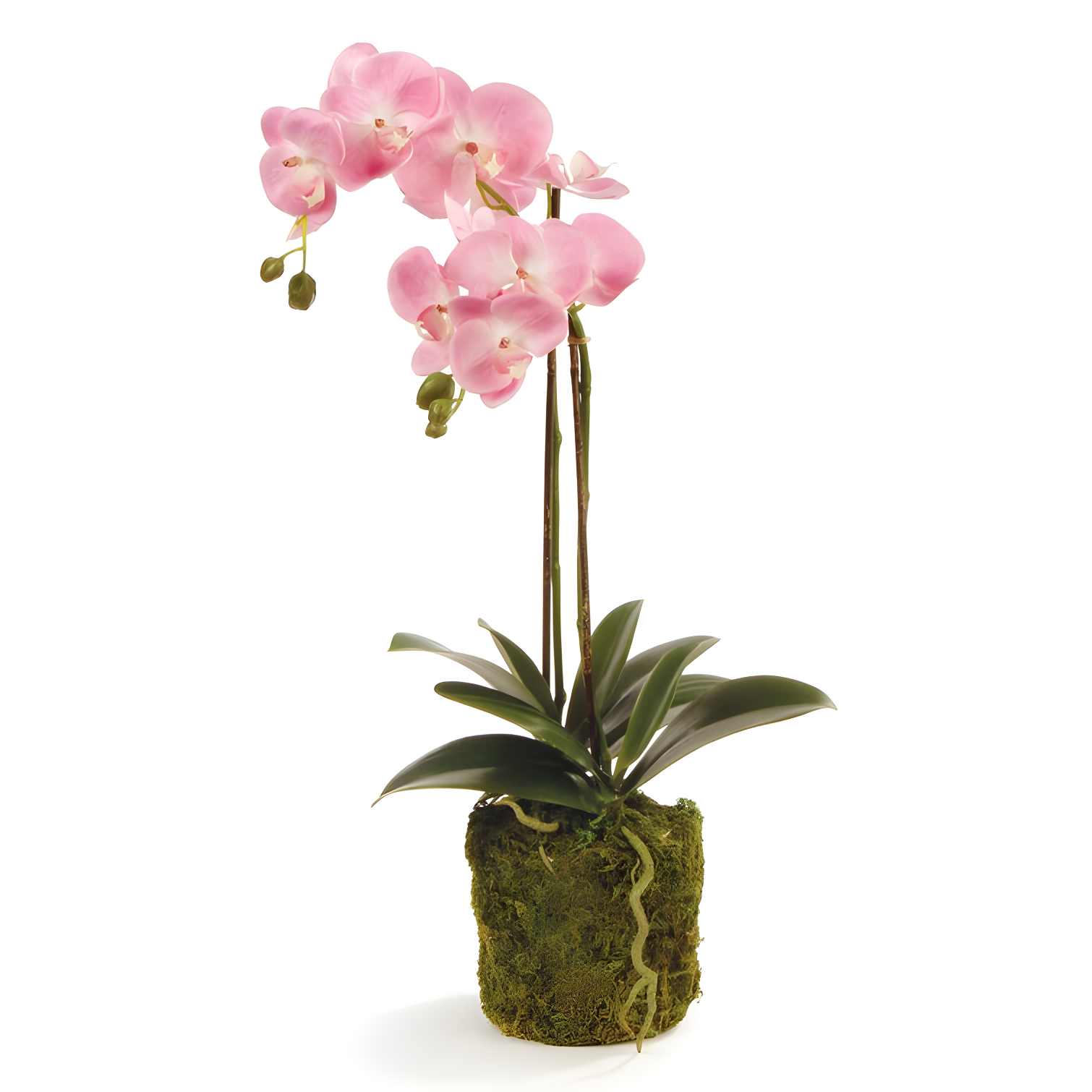 Pink Phalaenopsis Orchid in Moss Pot, 23"