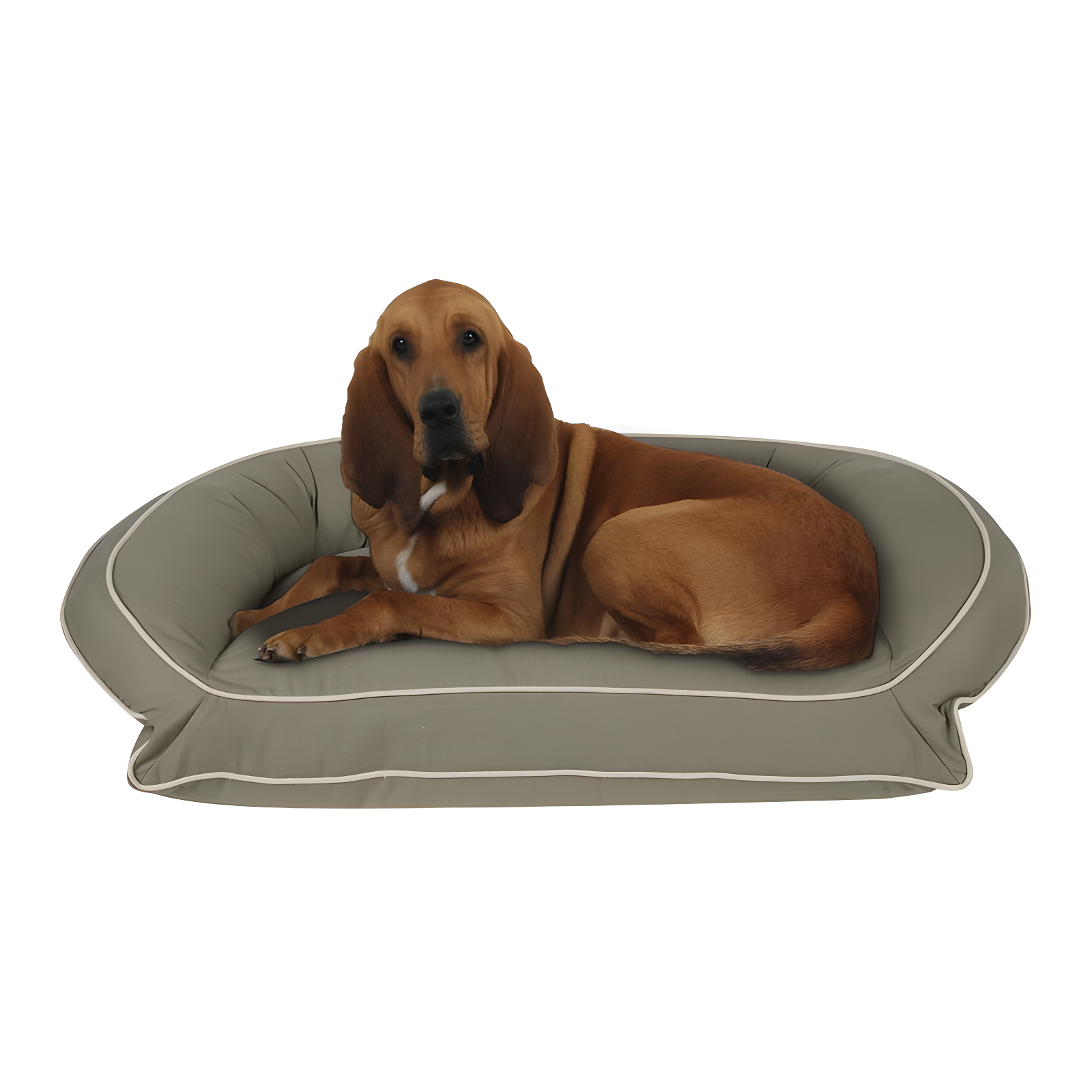 Large Sage Orthopedic Canvas Bolster Pet Bed