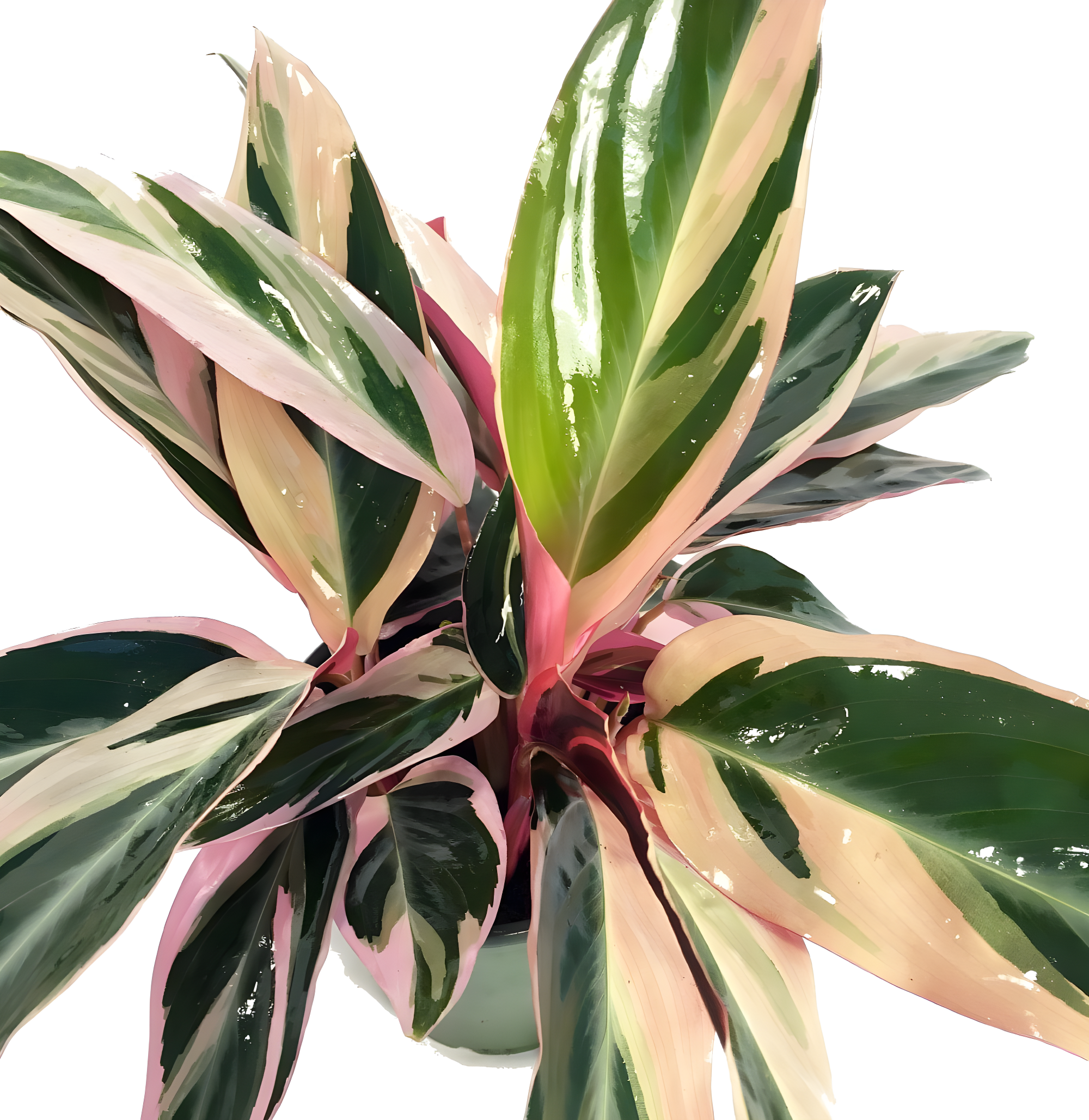 Tricolor Prayer Plant in 4" Pot with Variegated Leaves