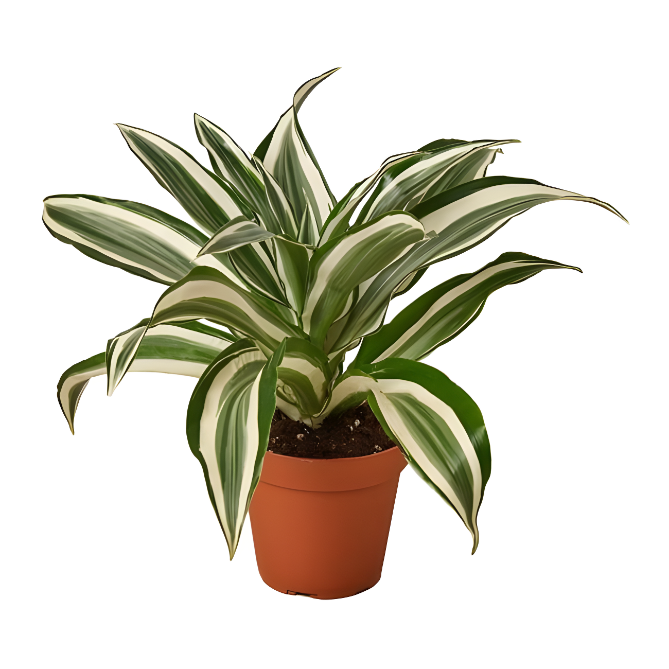 Dracaena White Jewel Indoor/Outdoor Plant in 4" Pot