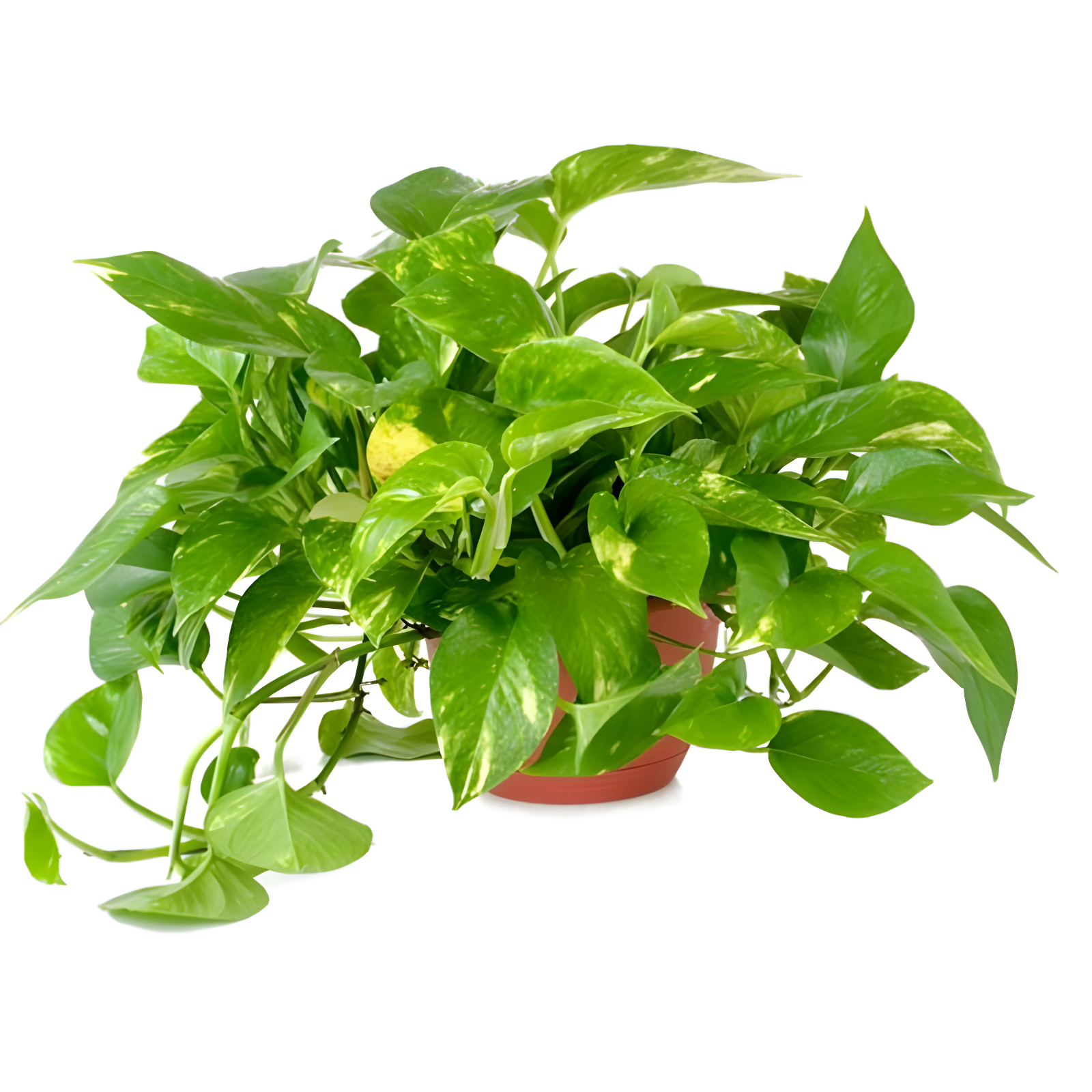 Golden Pothos 6-Inch Pot Live Easy Care Indoor Plant