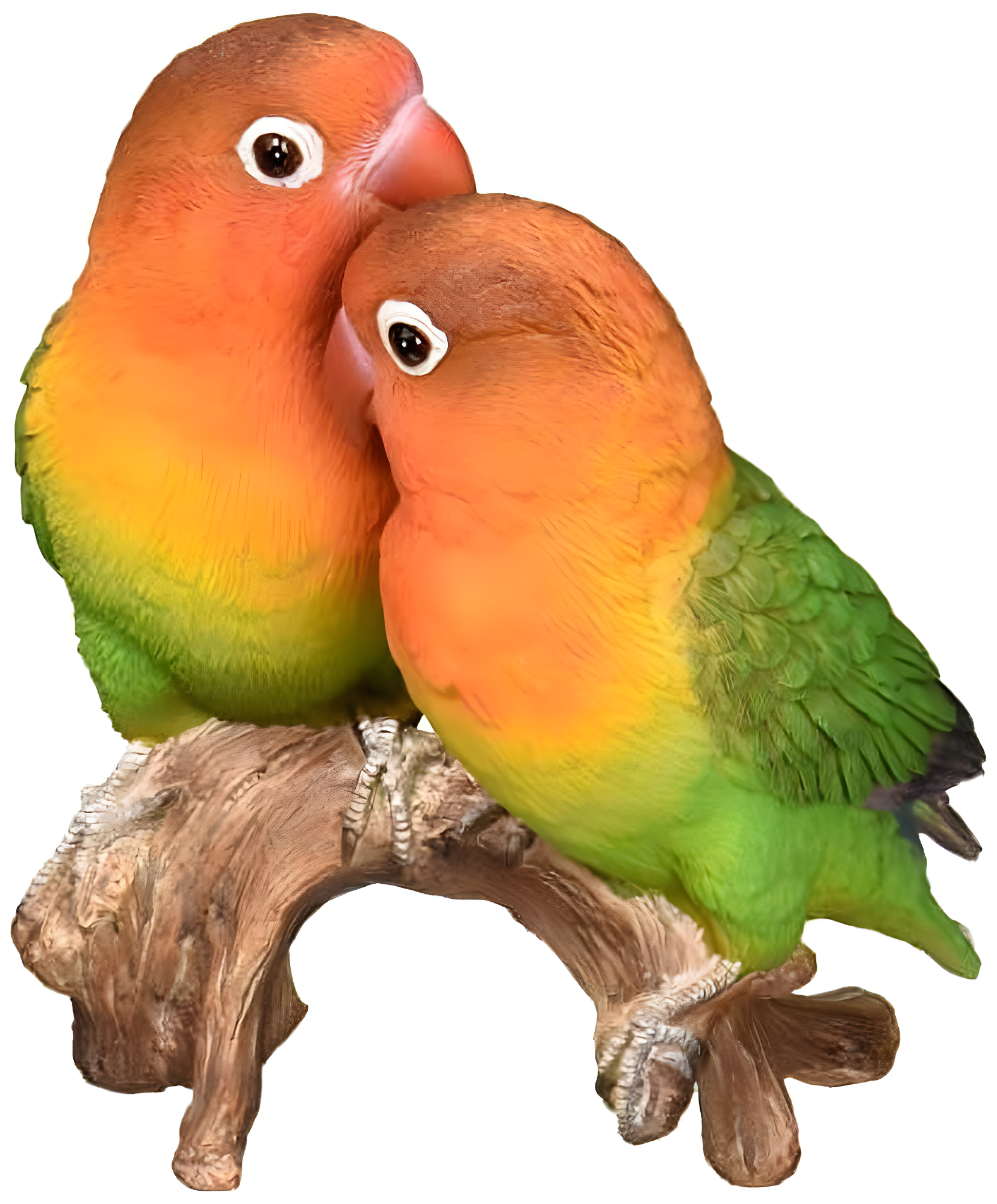 Glossy Multicolor Parrots on Branch Garden Statue