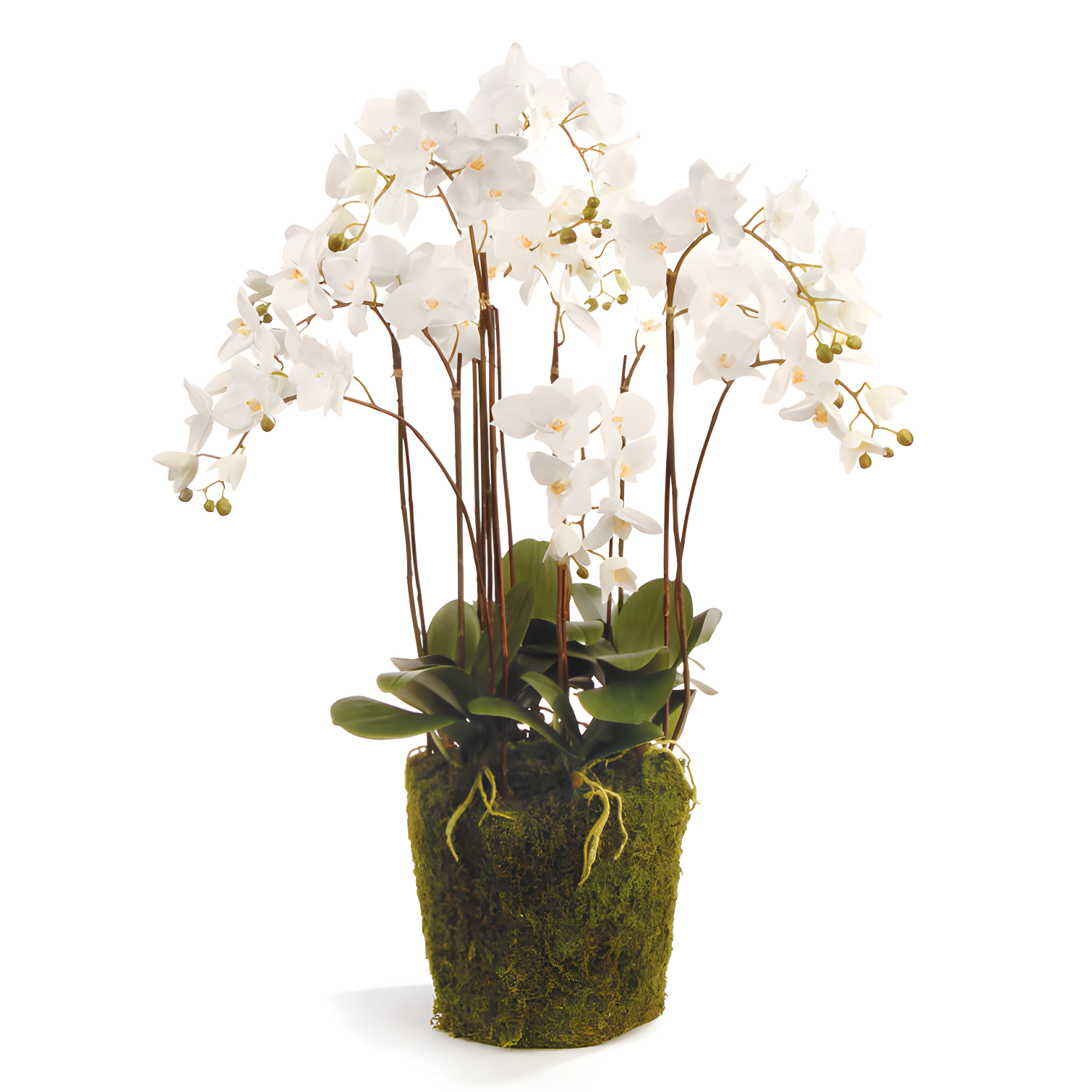 White Phalaenopsis Orchid in Moss Pot, 36" Tall