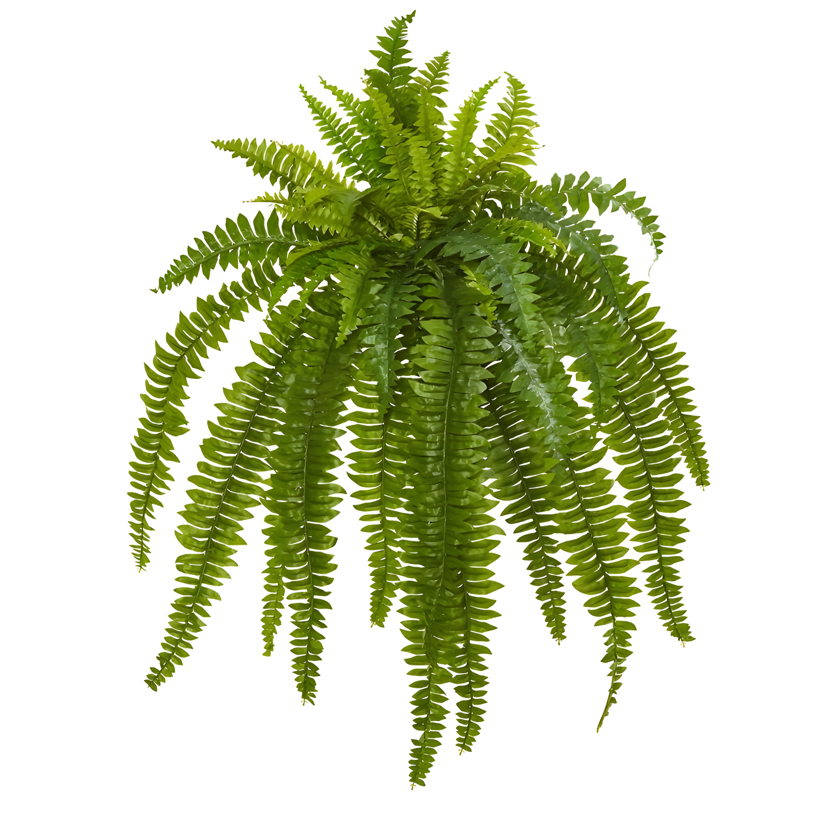 Set of 2 Green Plastic Boston Fern Tabletop Plants