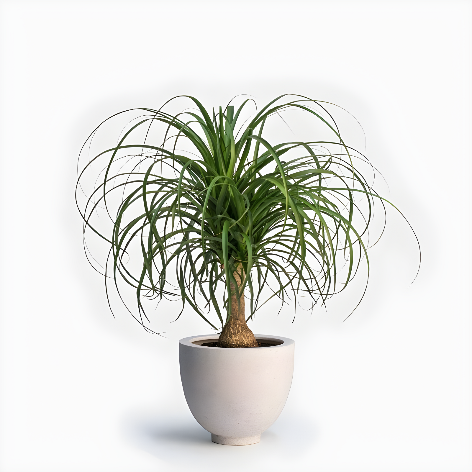 Ponytail Palm Tree in 6-Inch Pot with Sandy Soil