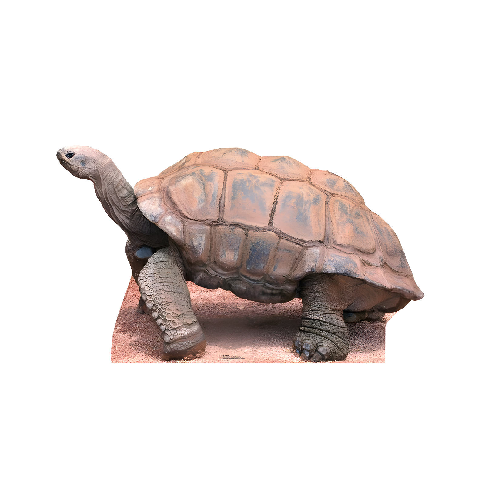 Life-Size Brown Tortoise Cardboard Standup Cutout