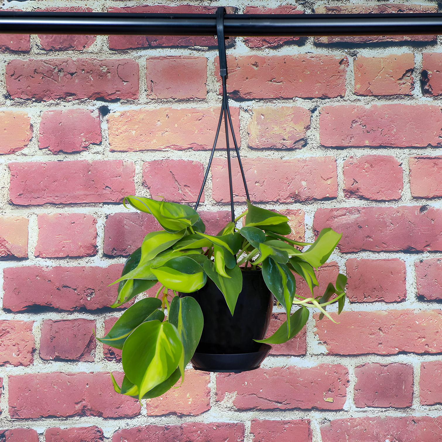 Brazil Philodendron 4'' Indoor Hanging Plant in Black Pot