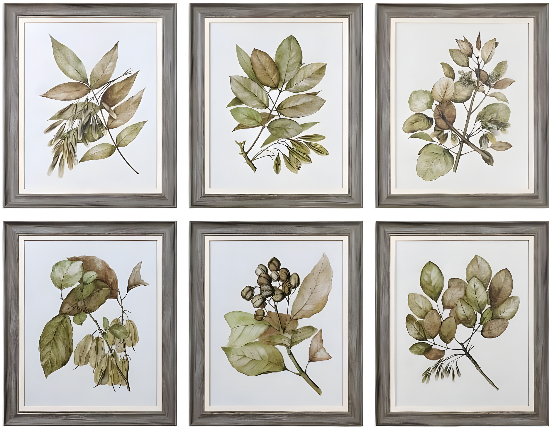 Set of 6 Gray Framed Botanical Prints with Glass