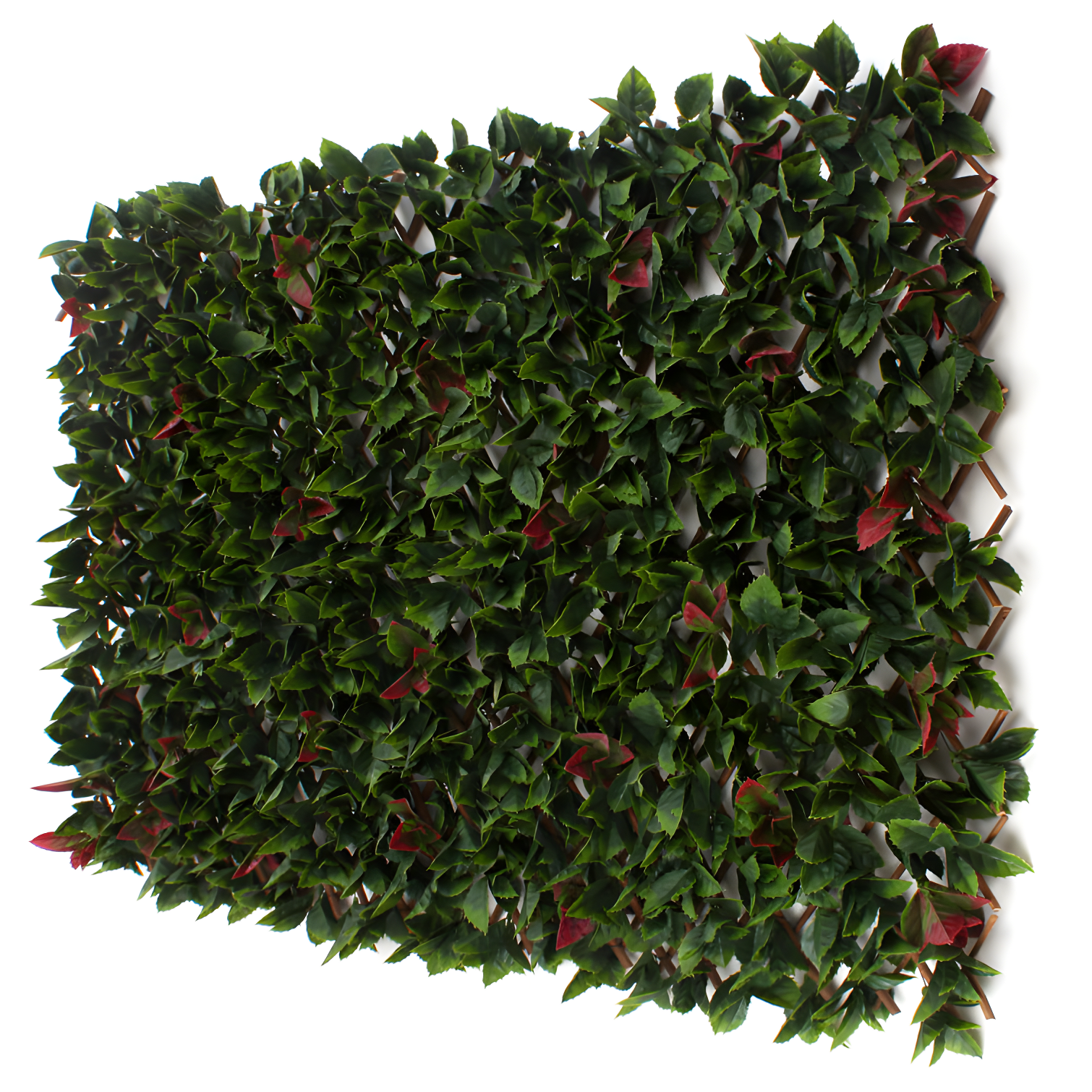 Red Tipped Photinia Bamboo Privacy Trellis Screen