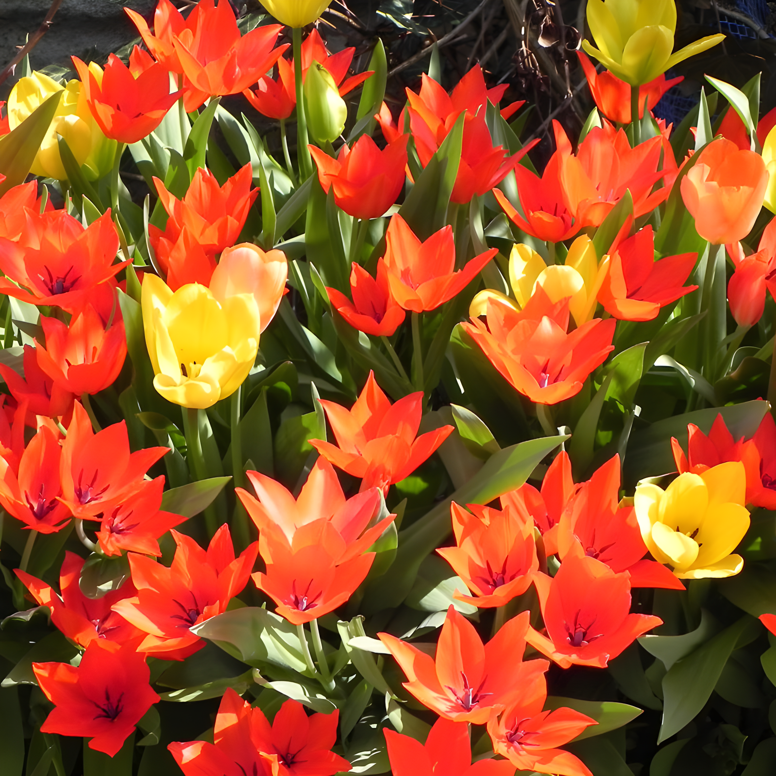 Heirloom Mixed Red and Yellow Tulip Bulbs for Outdoor Gardens