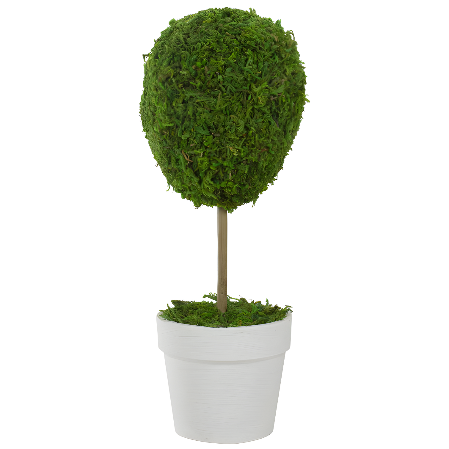 Elegant Outdoor Reindeer Moss Topiary in White Pot, 14" High