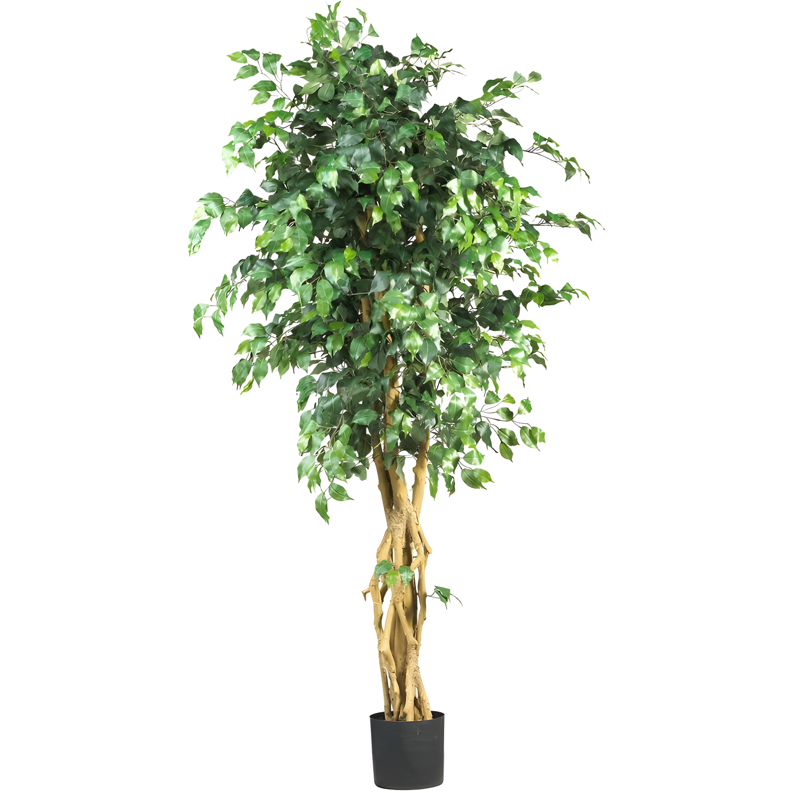 6ft Green Silk Ficus Tree with Twisting Trunks