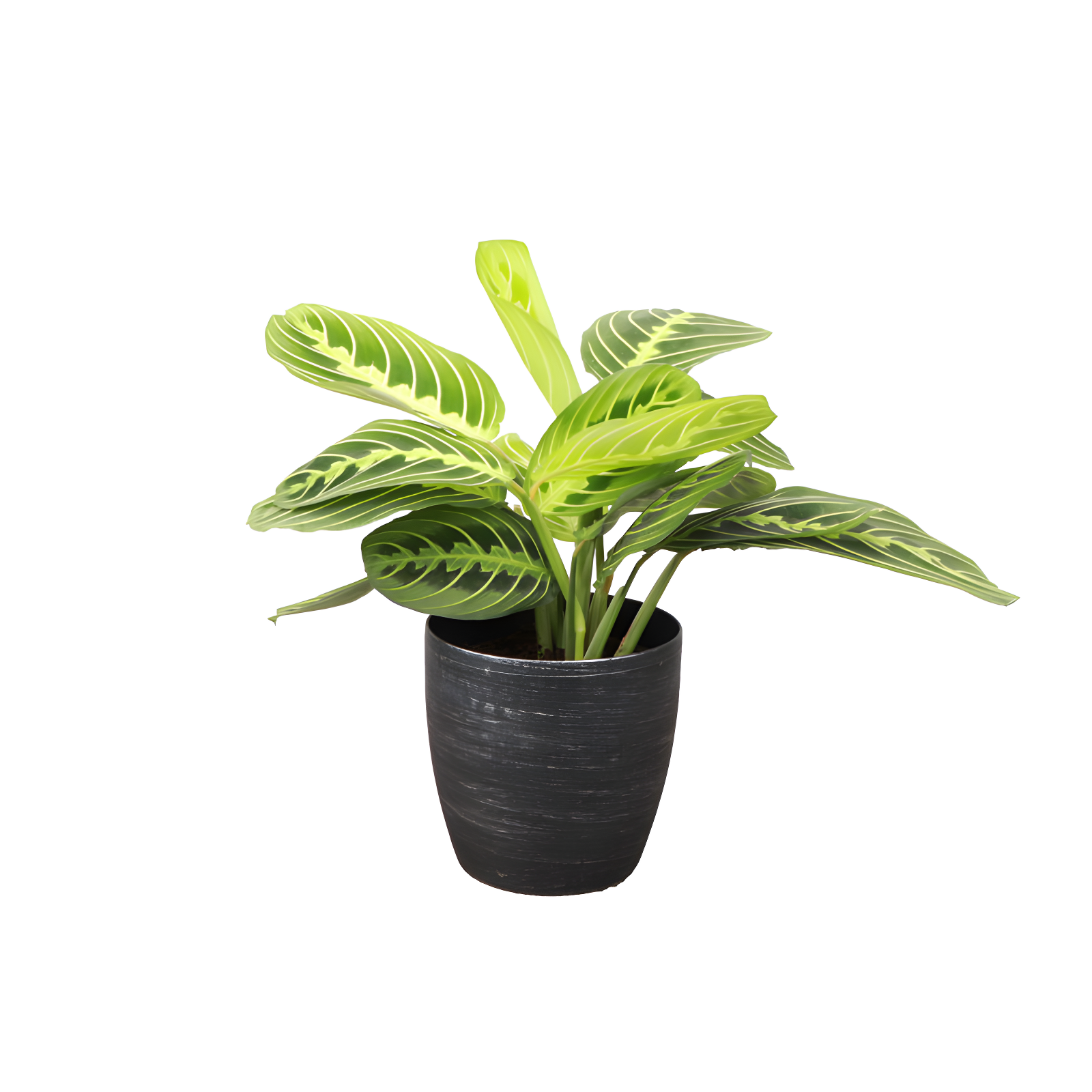 Lemon Lime Prayer Plant in Black Classic Pot